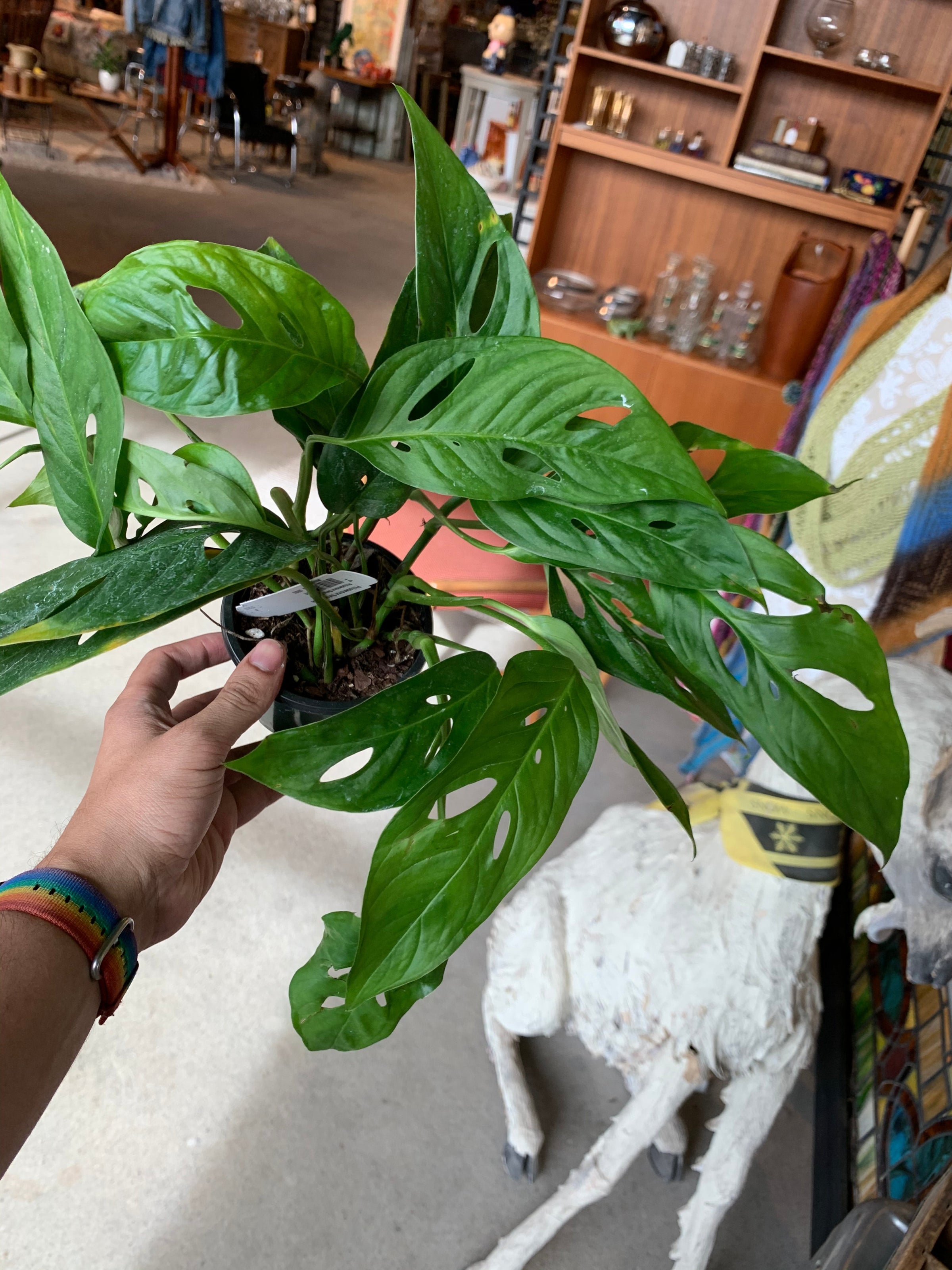 Monstera Adansonii - Long Form | A Modern Plantsman