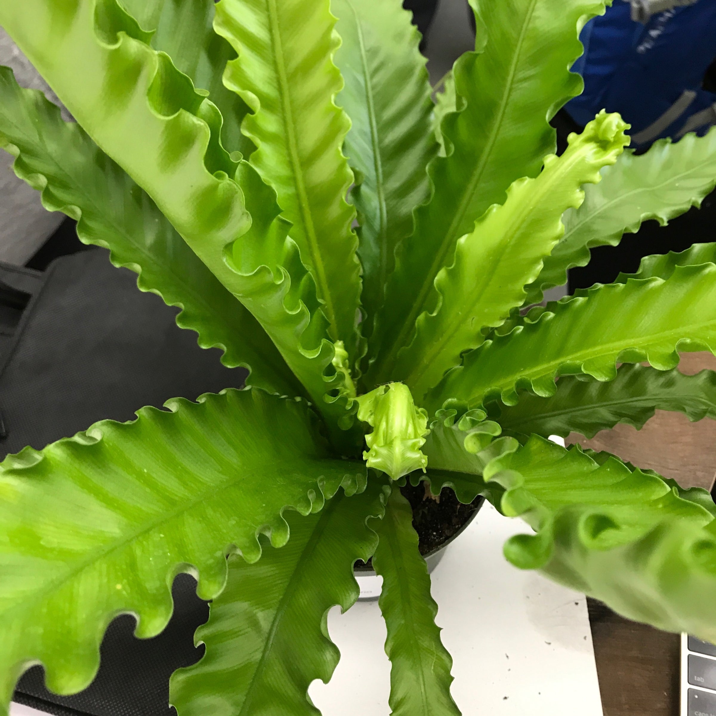 plant stands indoor 63