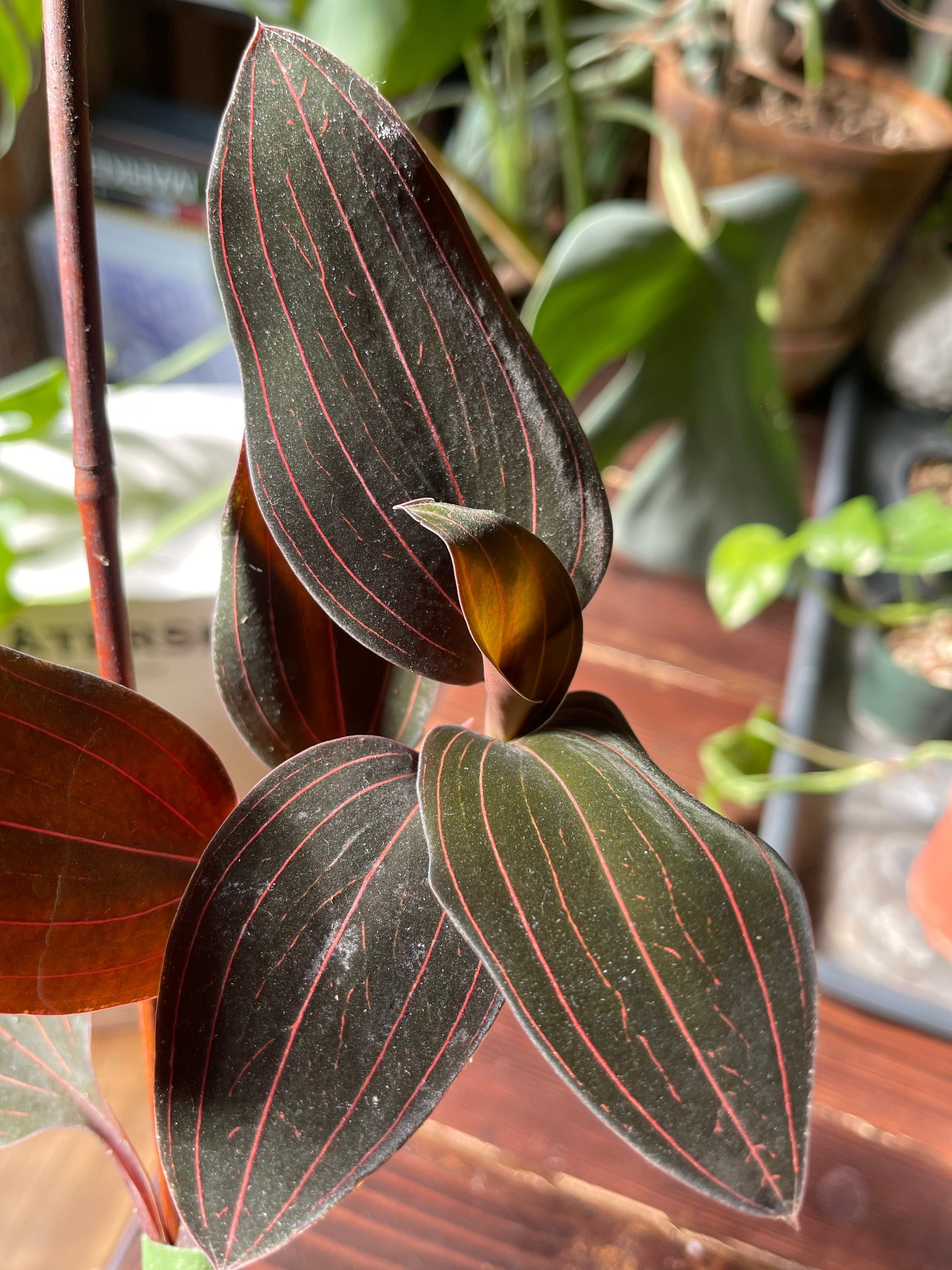 Ludisia discolor - Jewel Orchid | A Modern Plantsman