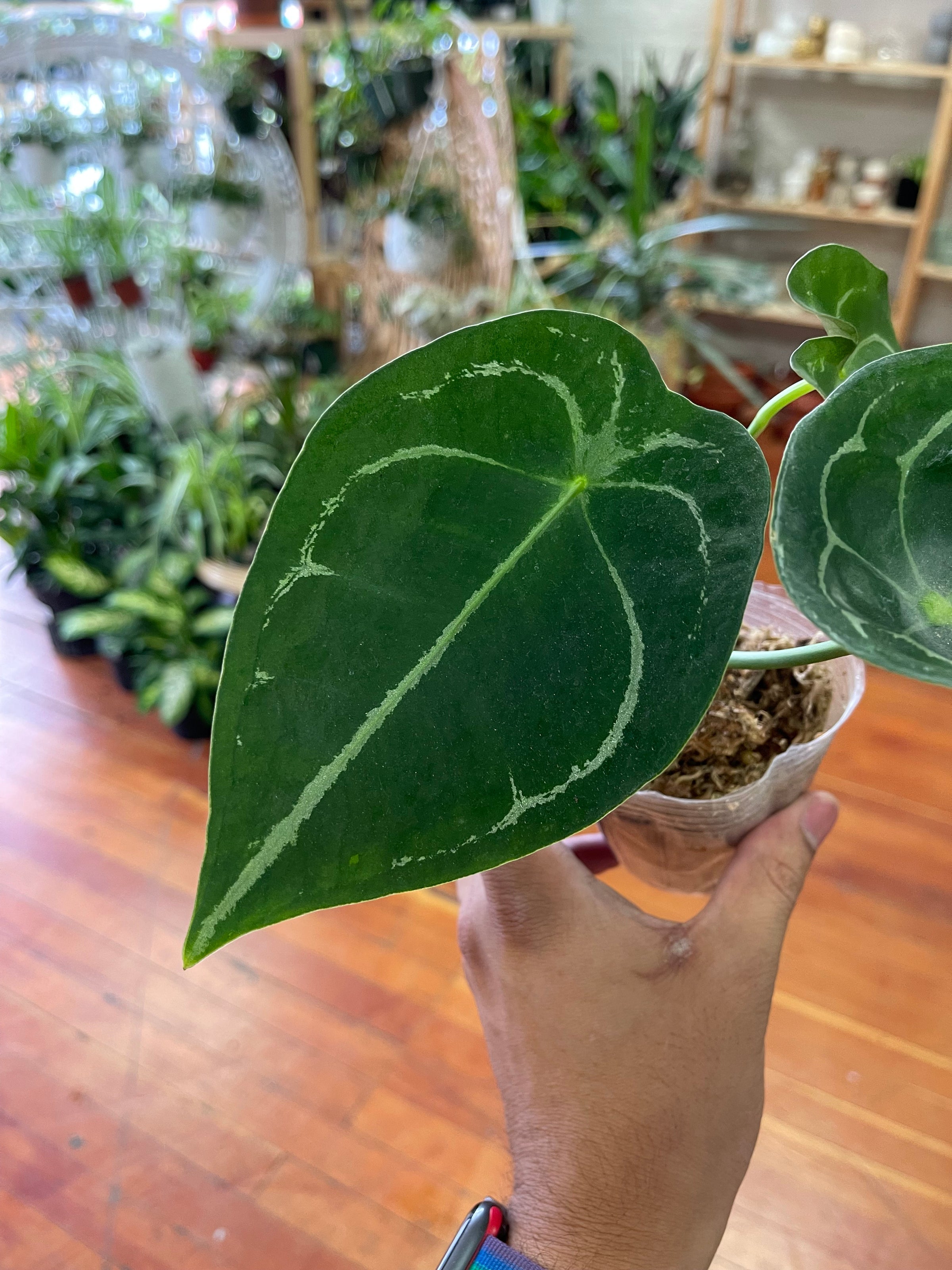 Anthurium forgetii - dark form | A Modern Plantsman