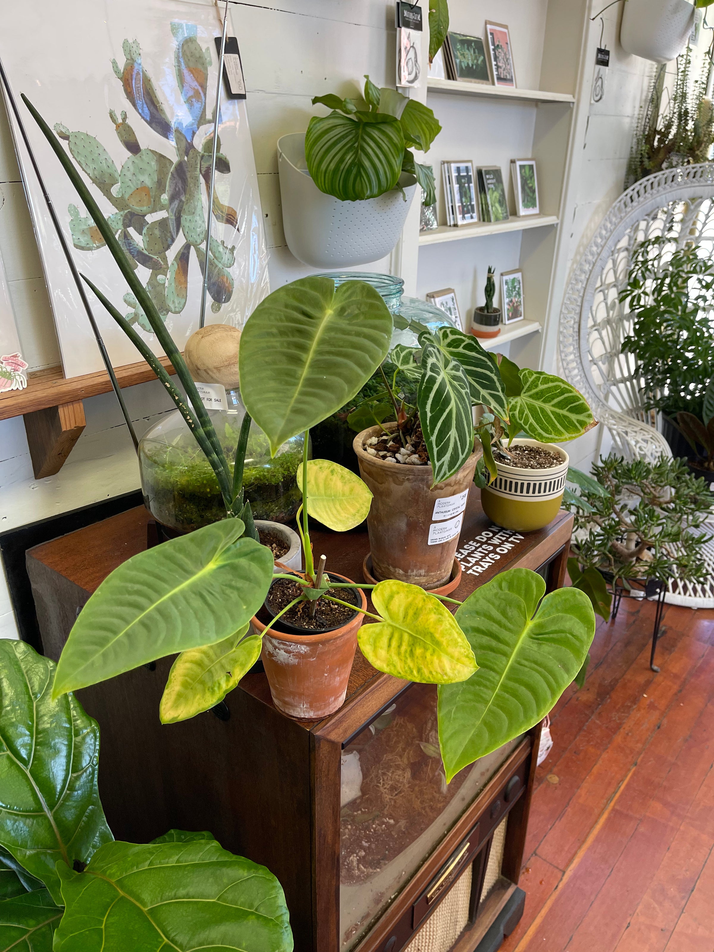 Anthurium veitchii - King Anthurium | A Modern Plantsman