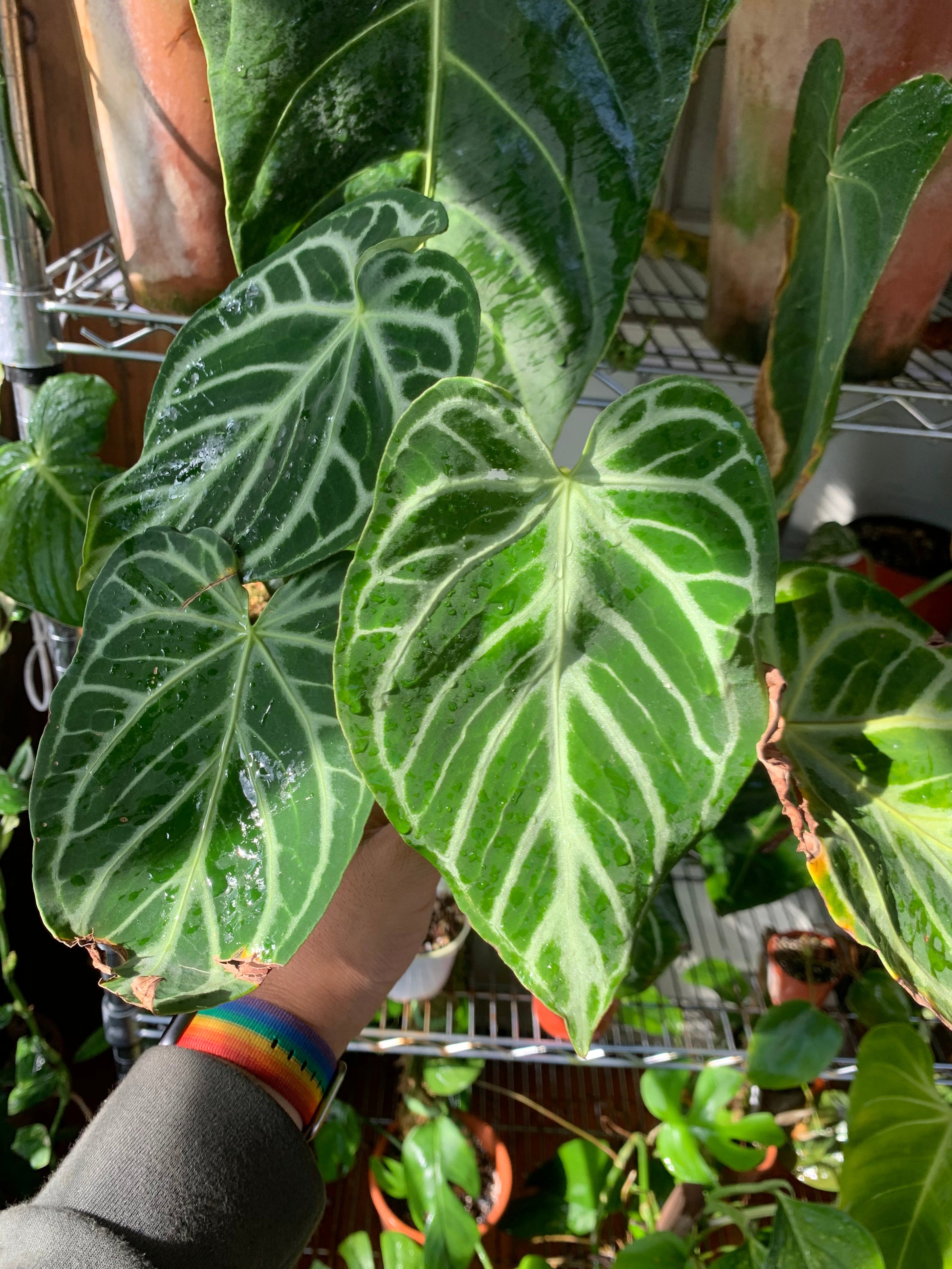 Anthurium crystallinum 'Crystal Hope' | A Modern Plantsman