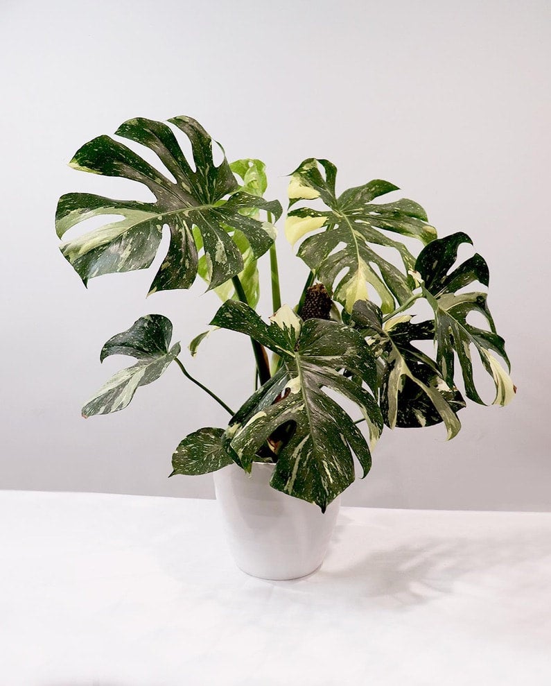baby Monstera 'Thai Constellation' | A Modern Plantsman