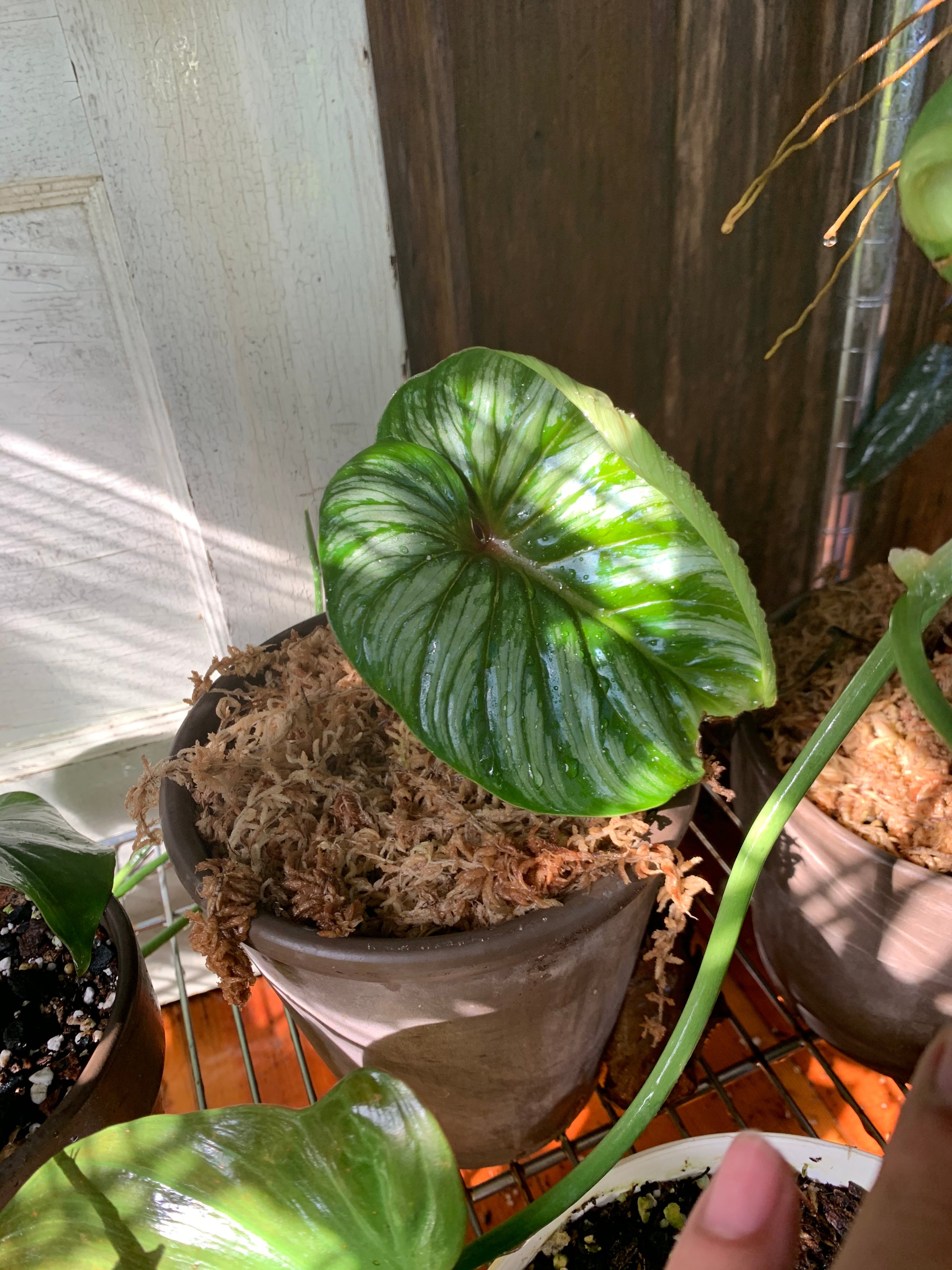 Philodendron mamei Silver Cloud | A Modern Plantsman