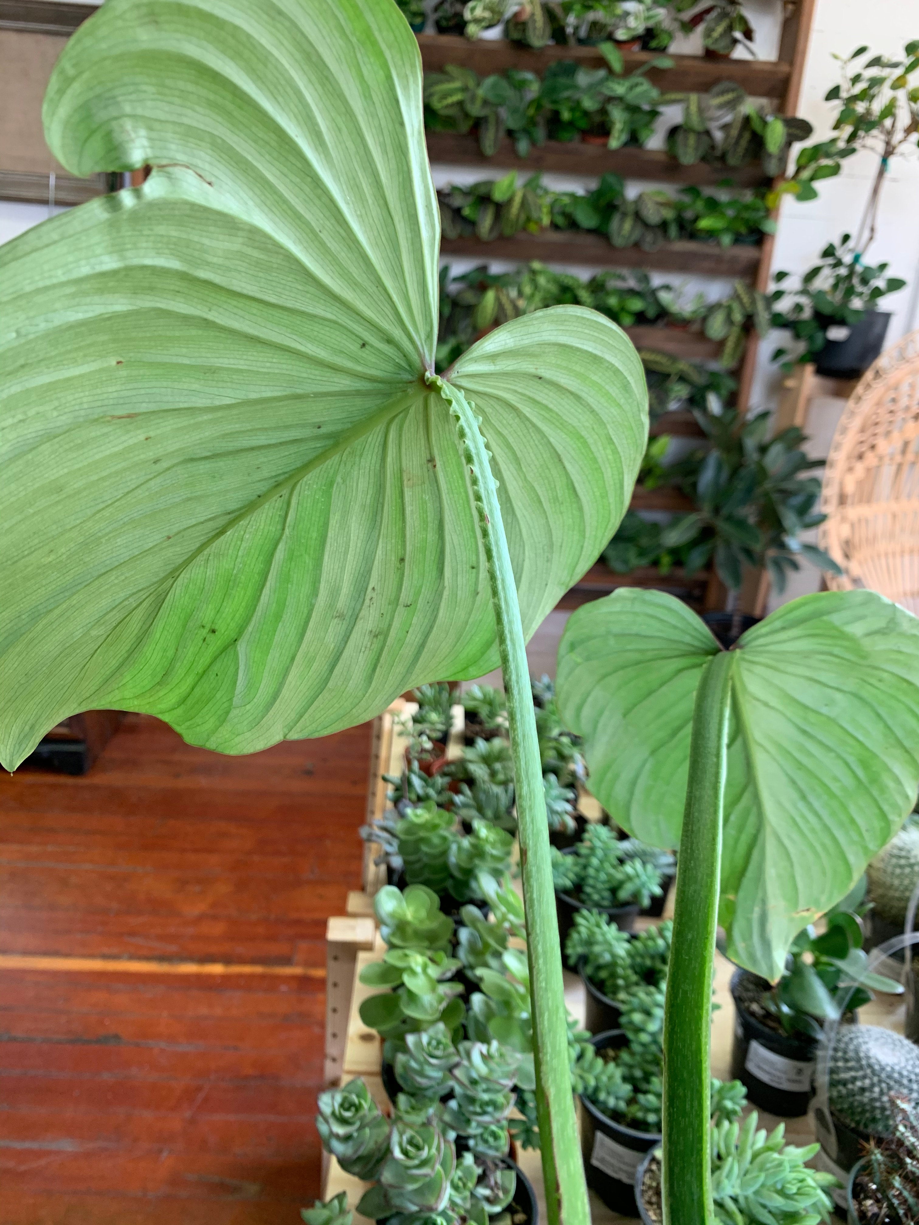 philodendron el choco red Philodendron rubrijuvenilum sp. 'El Choco Red' main image 1