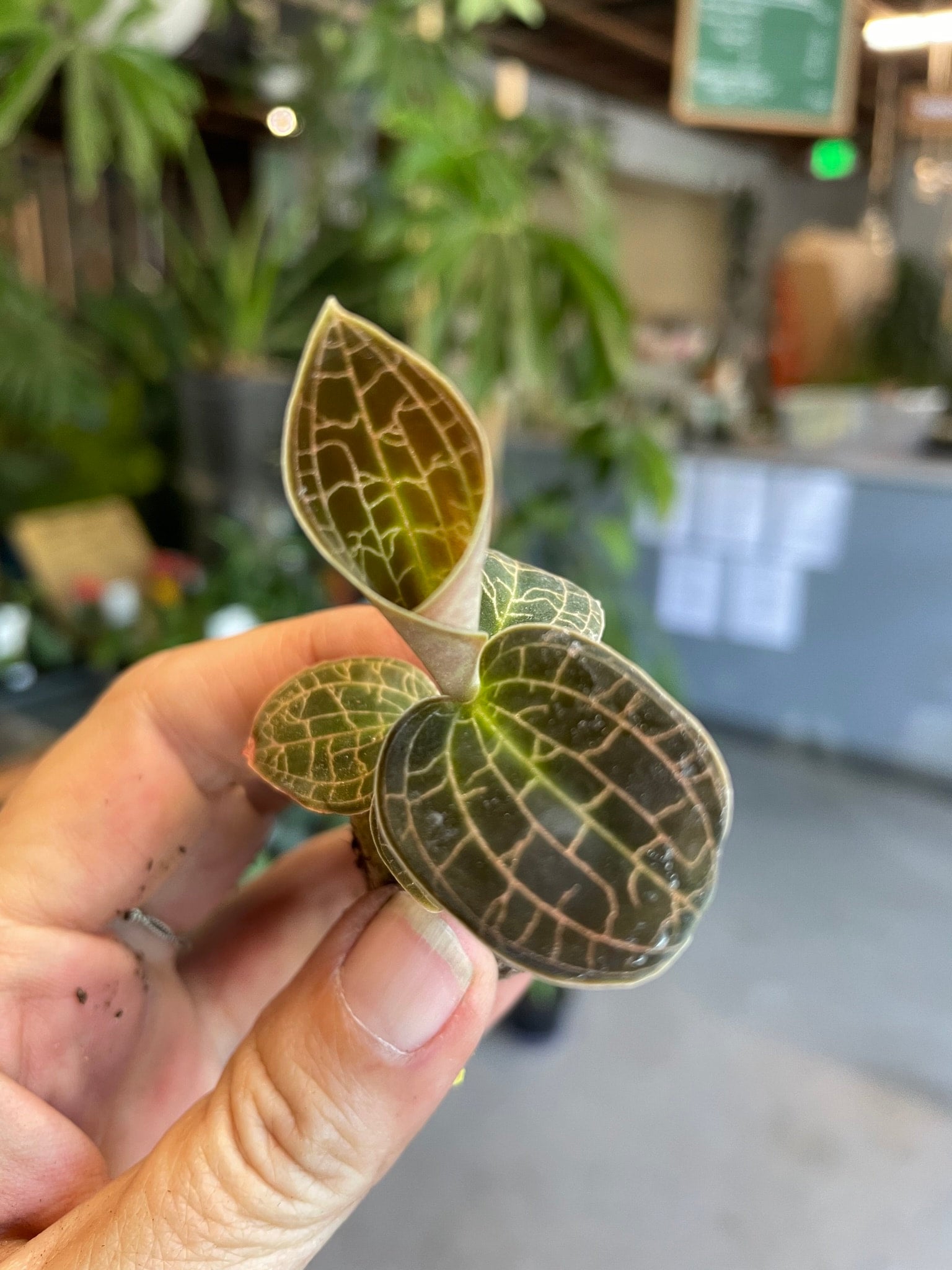 Macodes sanderiana - | A Modern Plantsman