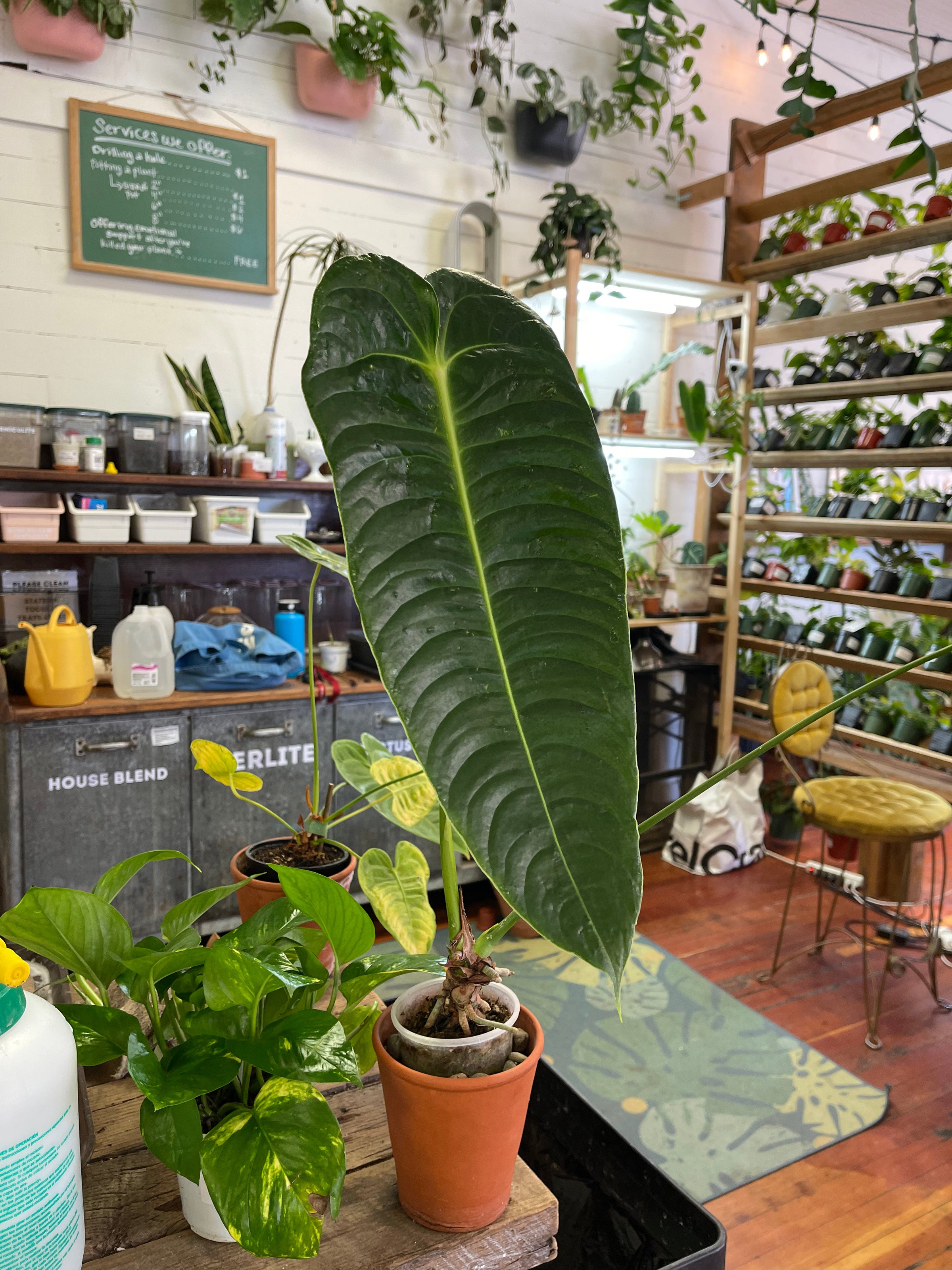 Anthurium veitchii - King Anthurium | A Modern Plantsman