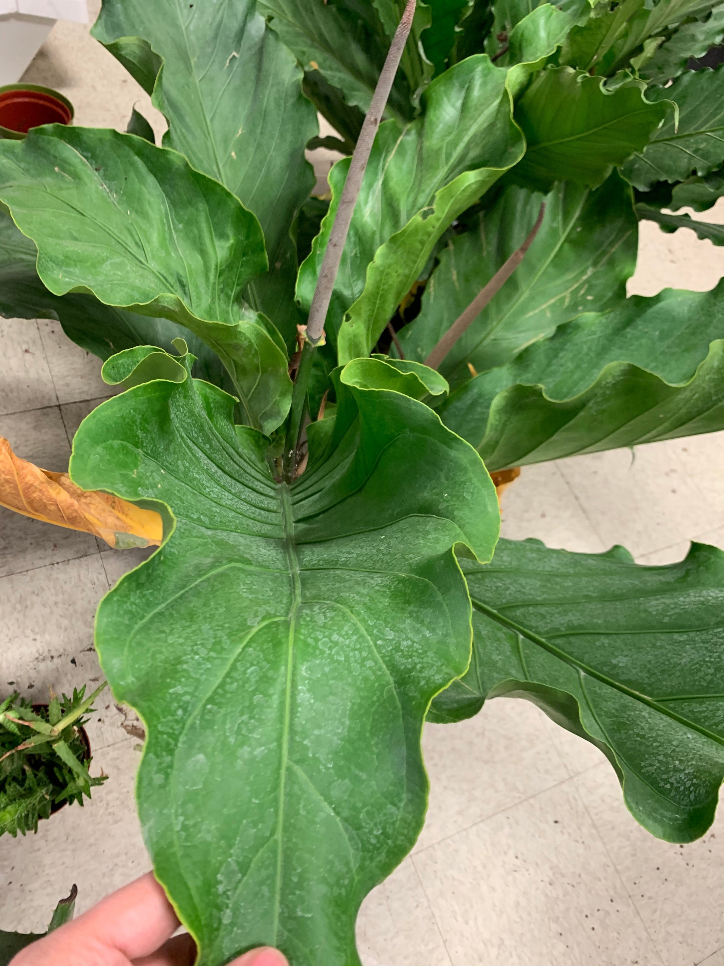 Giant birds nest Anthurium | A Modern Plantsman