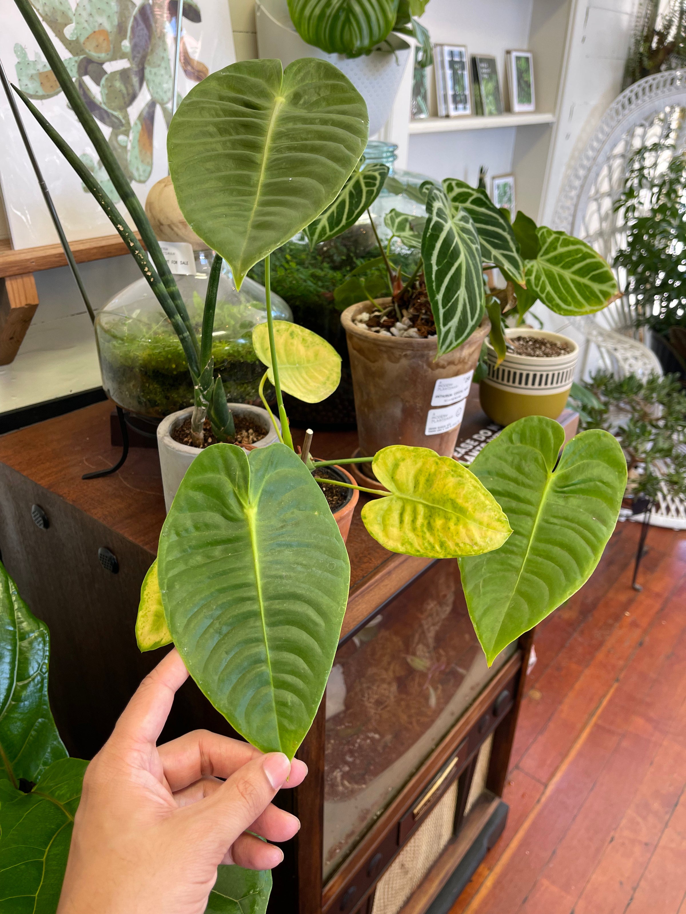 Anthurium veitchii - King Anthurium | A Modern Plantsman