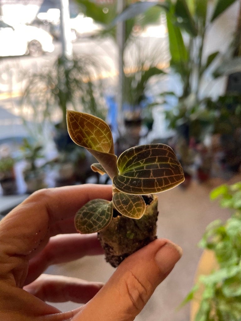 Macodes sanderiana - | A Modern Plantsman