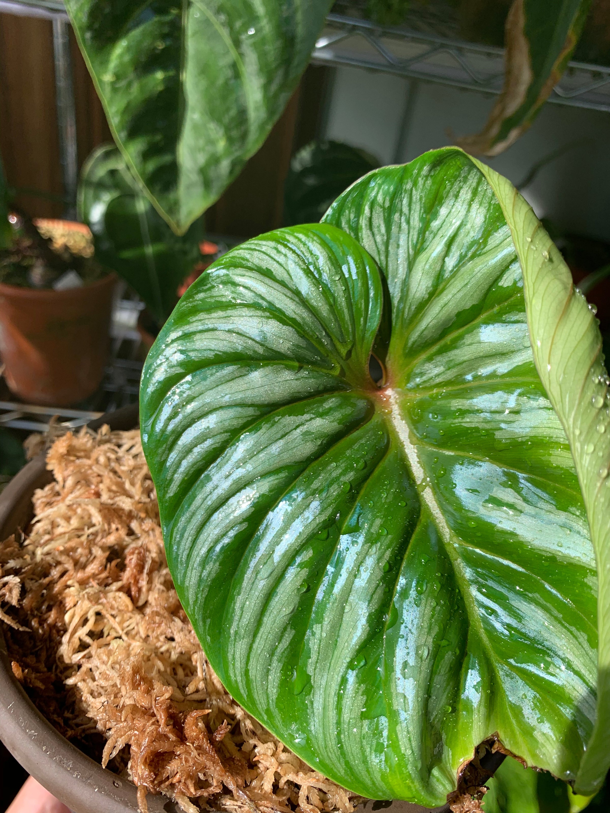 philodendron erubescens 'red emerald' Philodendron Red Emerald