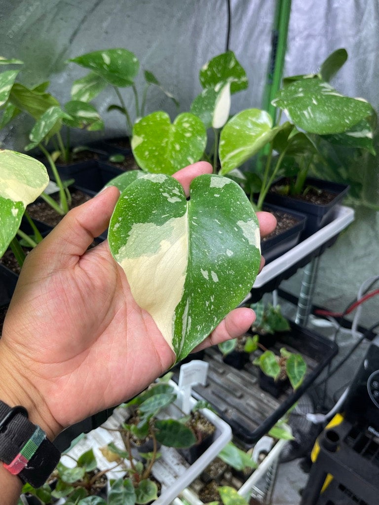 baby Monstera 'Thai Constellation' | A Modern Plantsman