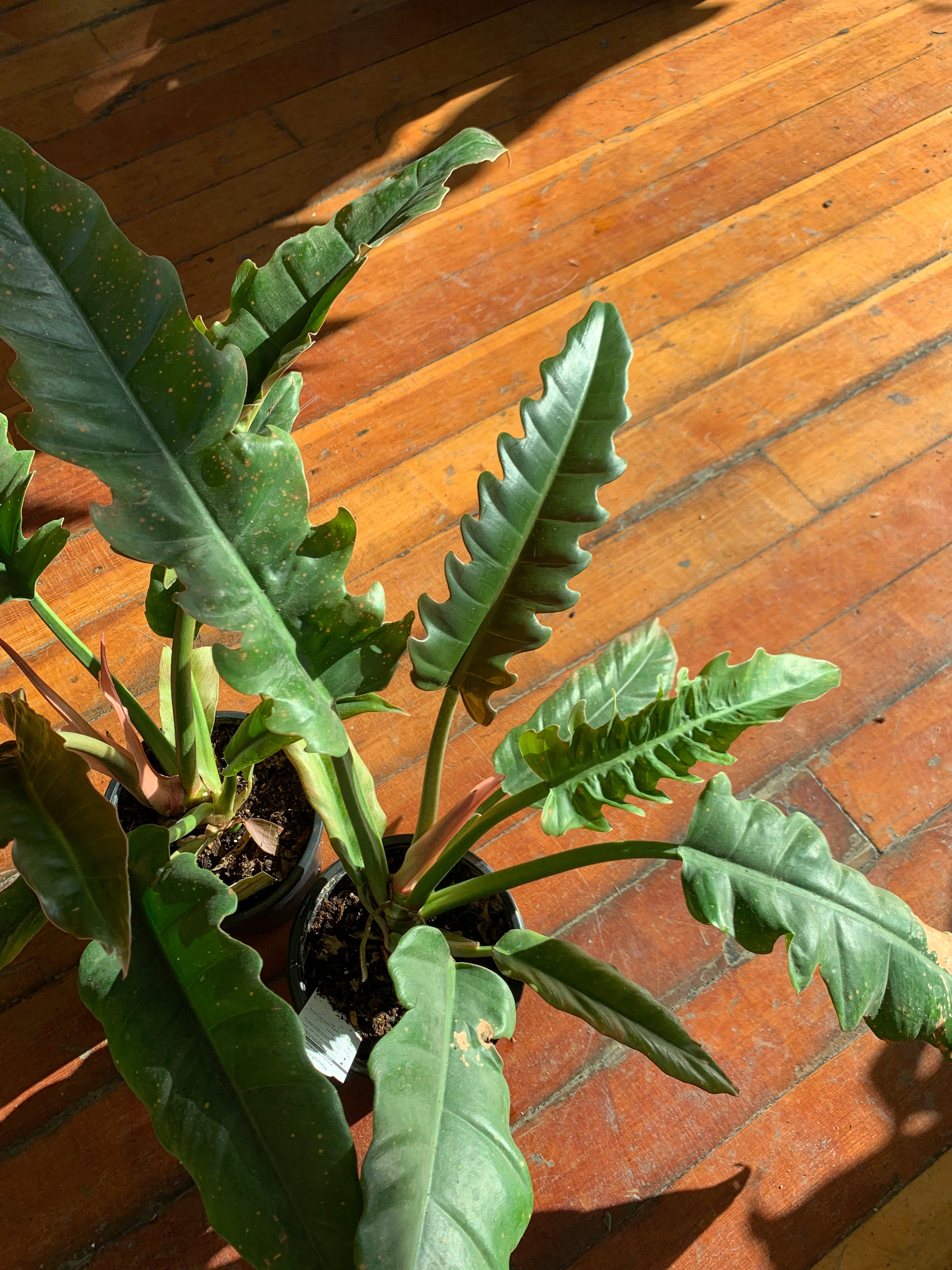 cane palm plant Golden Cane Palm (Dypsis lutescens) for Sale – The Australian Plant Shop main image 0