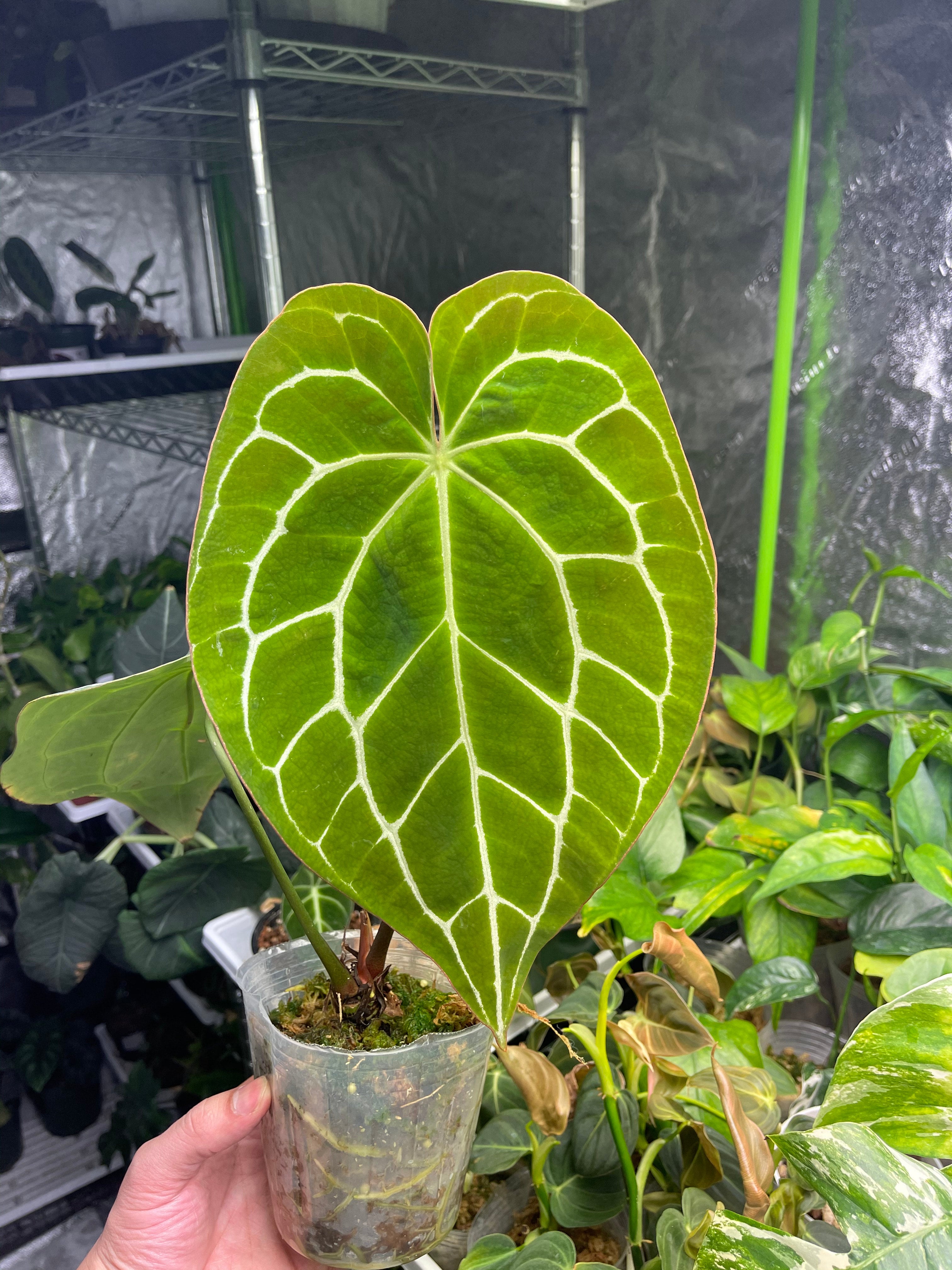 Anthurium 'Crystallinum' dark form | A Modern Plantsman