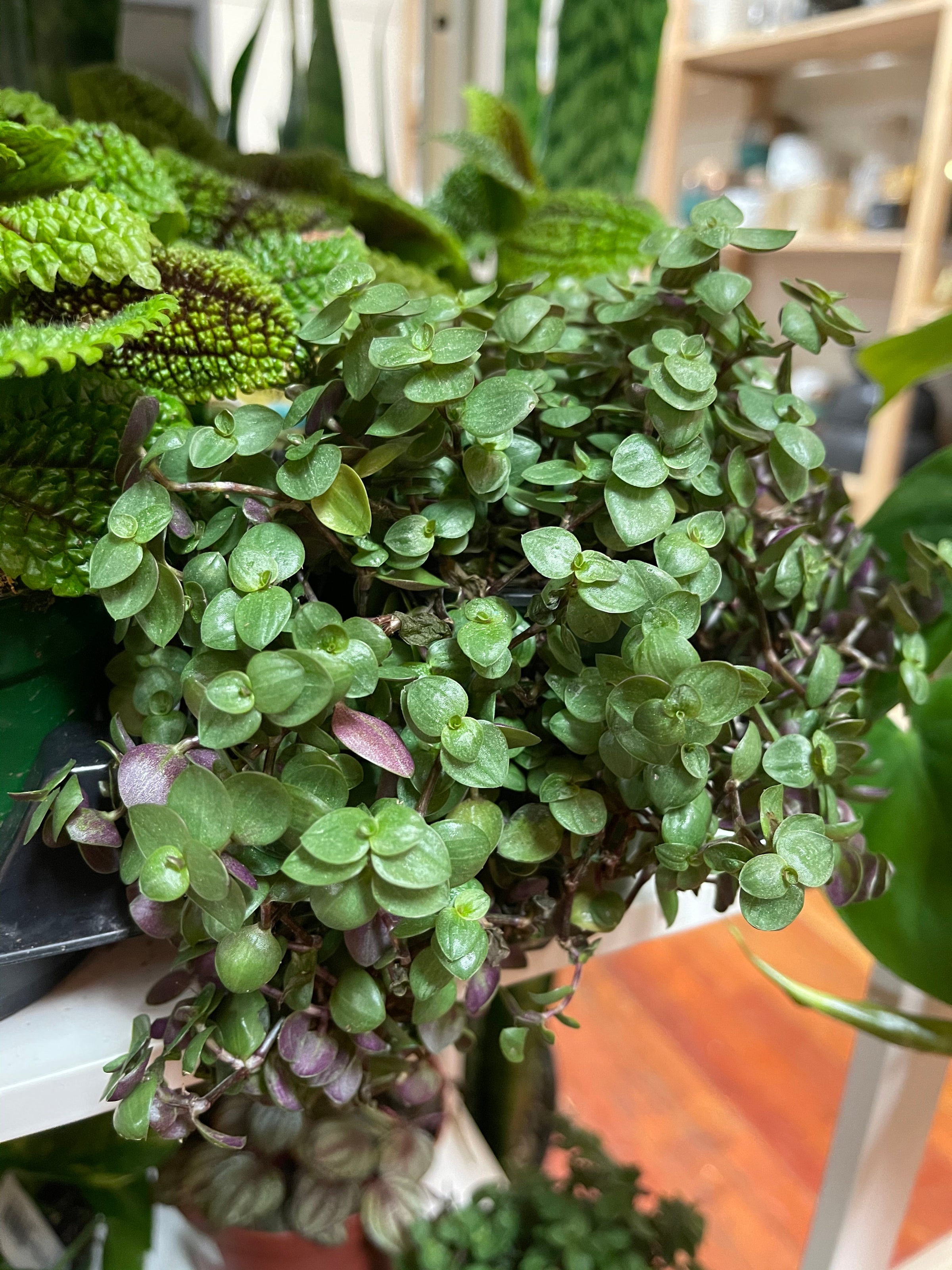 Tradescantia 'Tortuga' - Turtle Vine | A Modern Plantsman