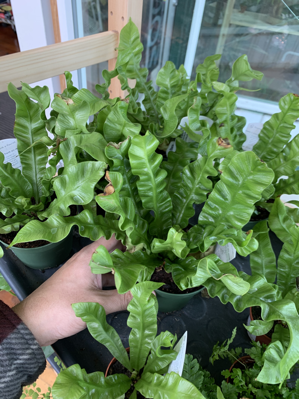 Asplenium nidus 'Crispy Wave' | A Modern Plantsman