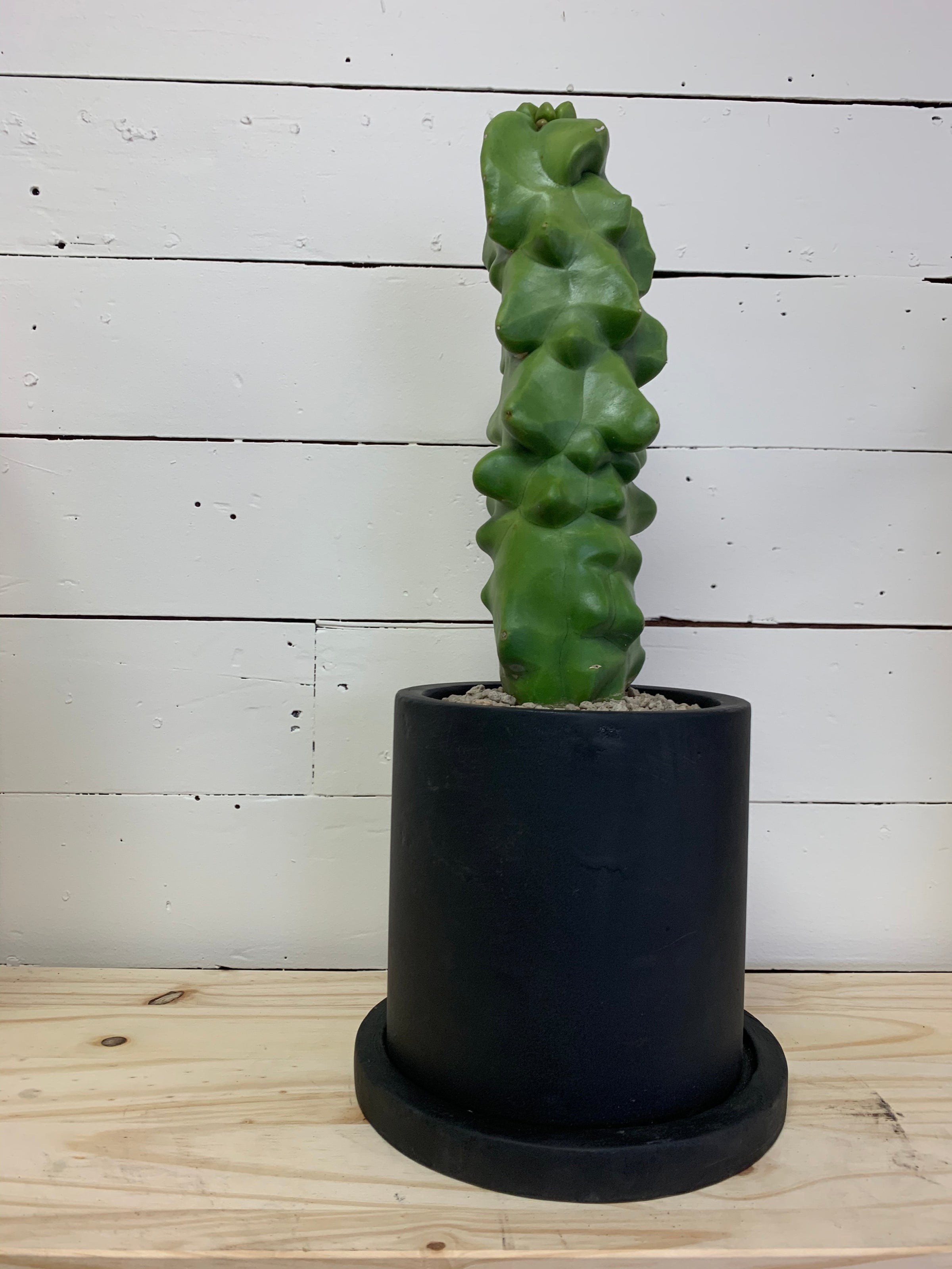 Lophocereus schottii f. monstrosus - Totem Pole Cactus | A Modern Plantsman