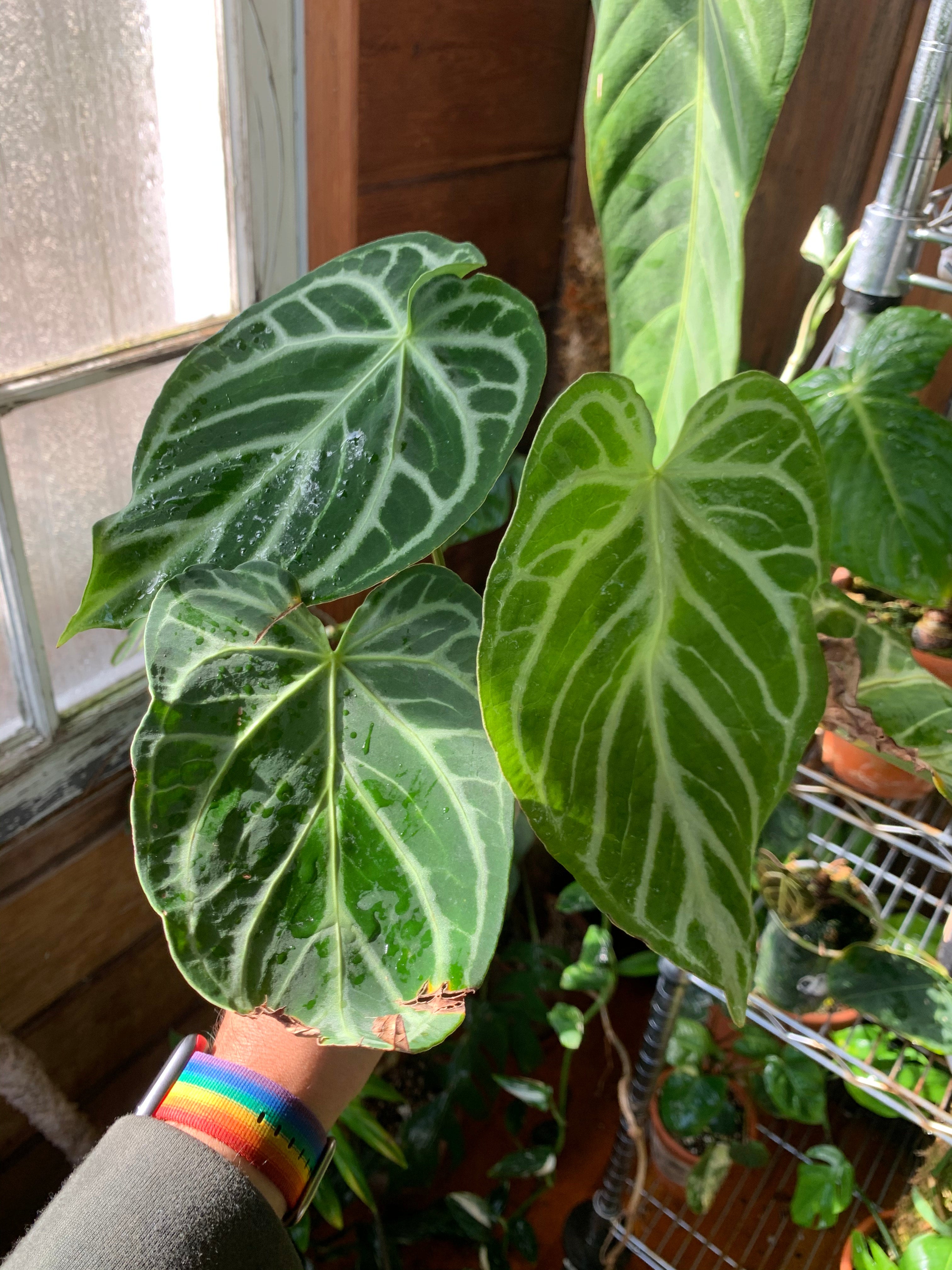 Anthurium crystallinum 'Crystal Hope' | A Modern Plantsman