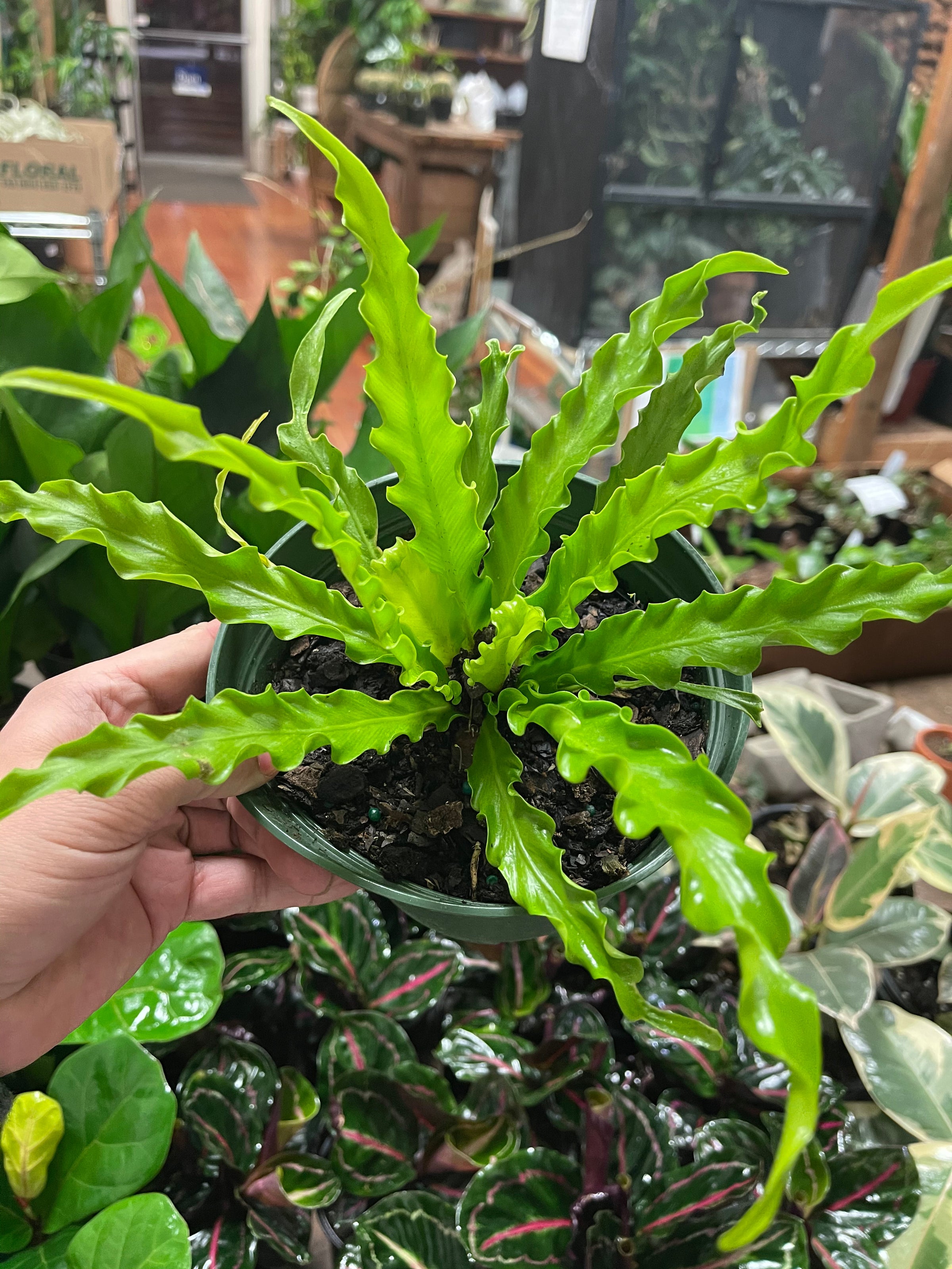 Asplenium Antiquum Fern 'Victoria' | A Modern Plantsman