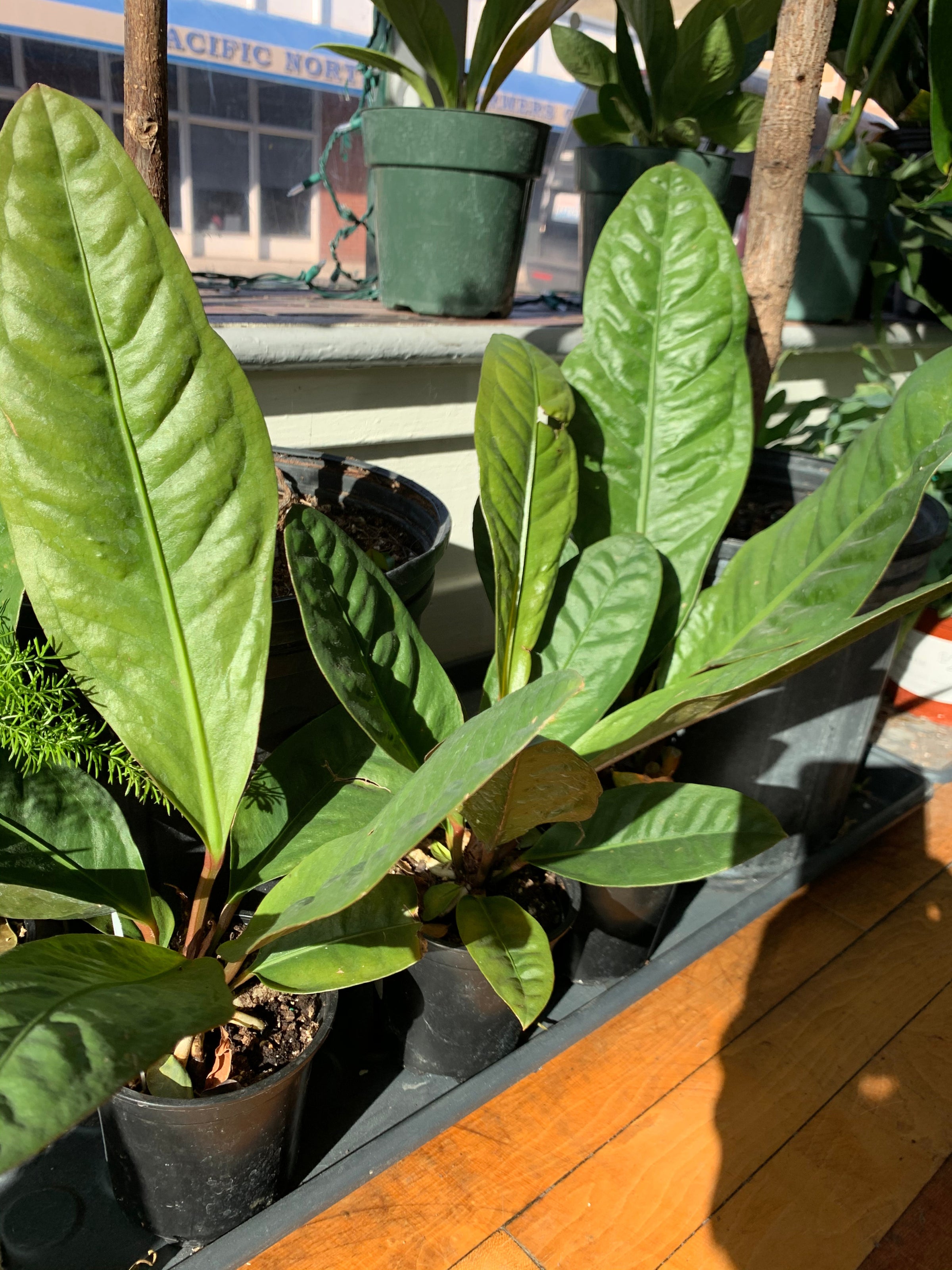 Anthurium superbum