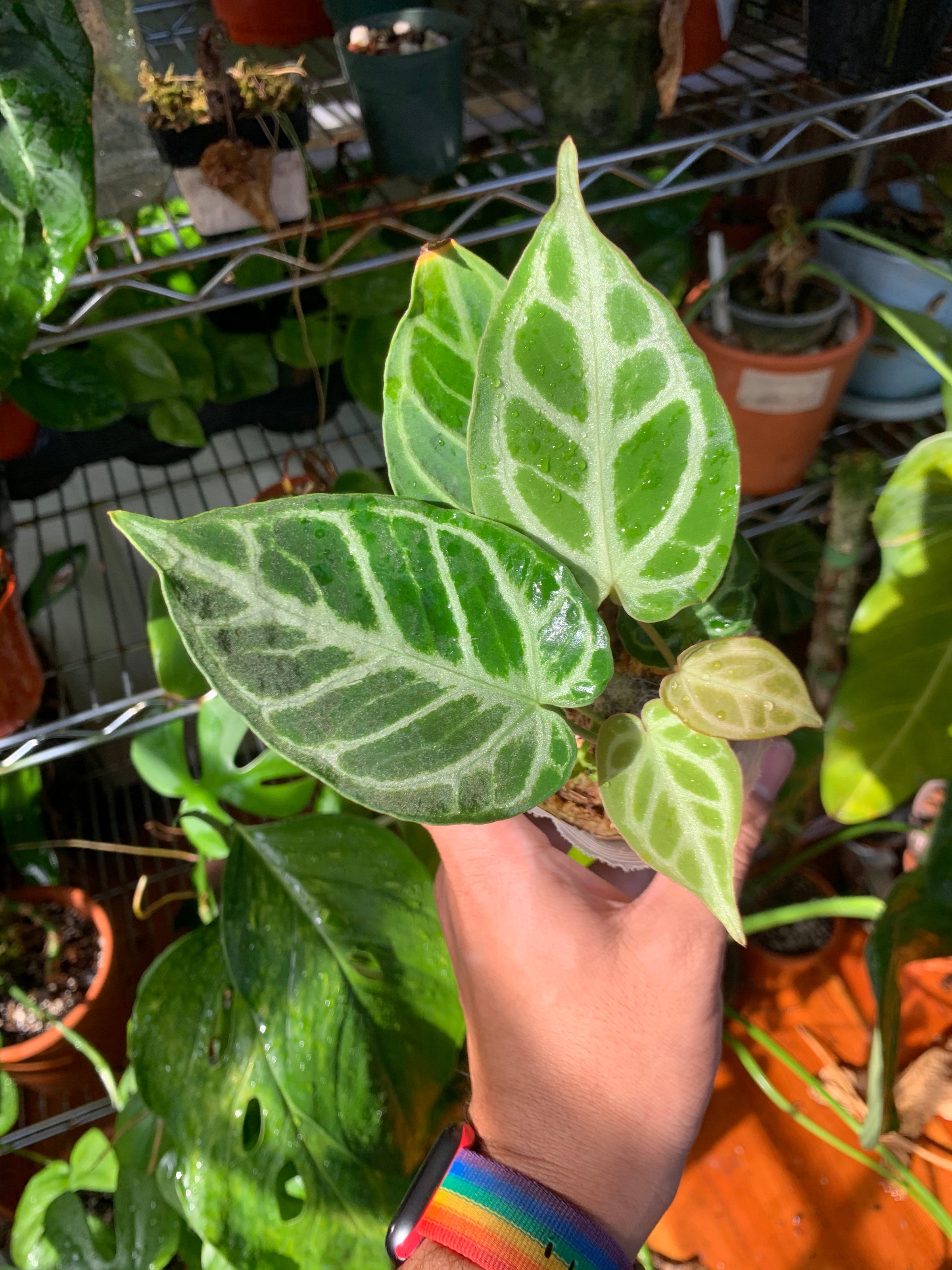 Anthurium crystallinum 'Crystal Hope' | A Modern Plantsman