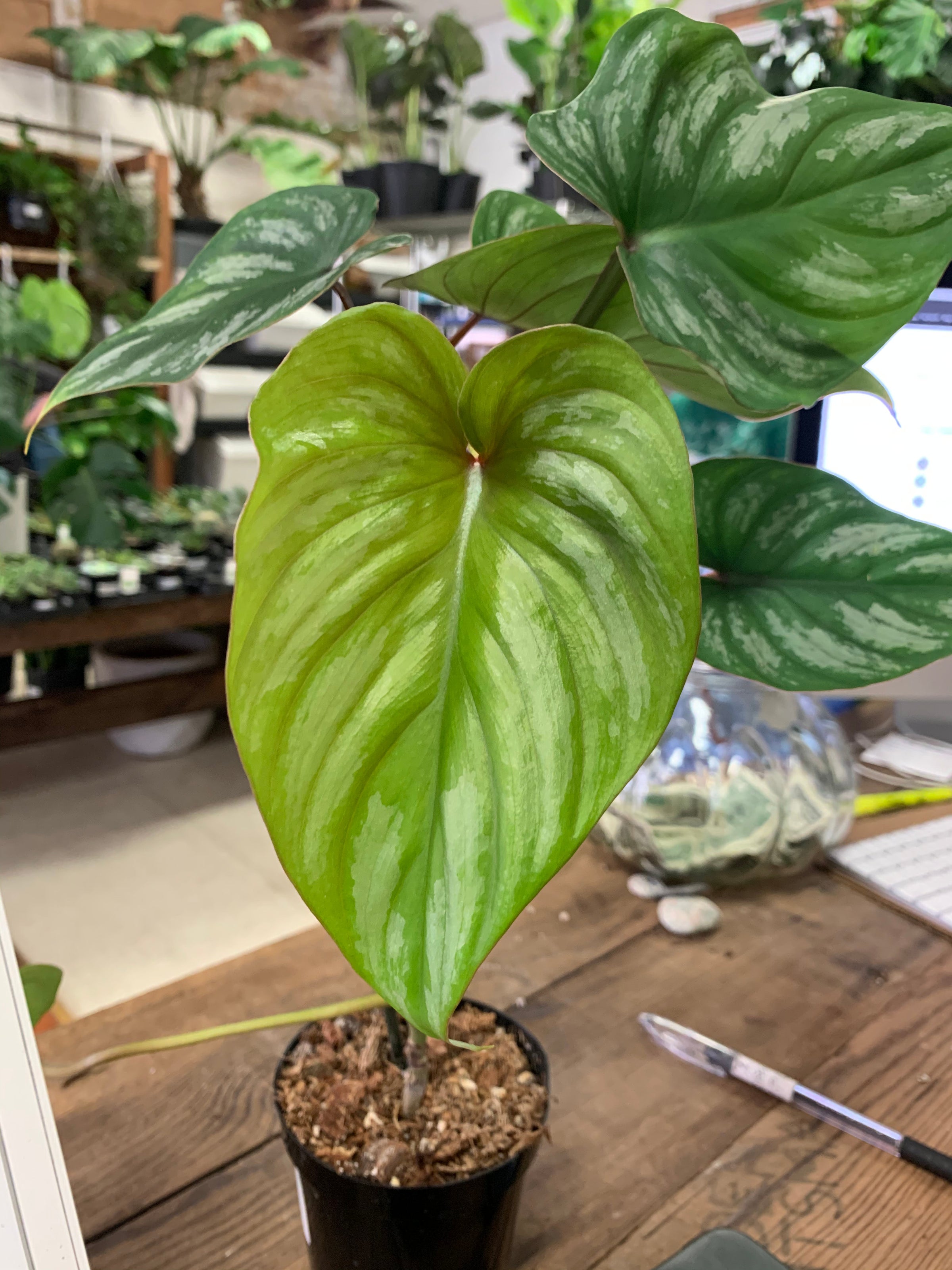 ruta graveolens plant Blue Rue Live Plant in 3-Inch Pot, Ruda Macho main image 0
