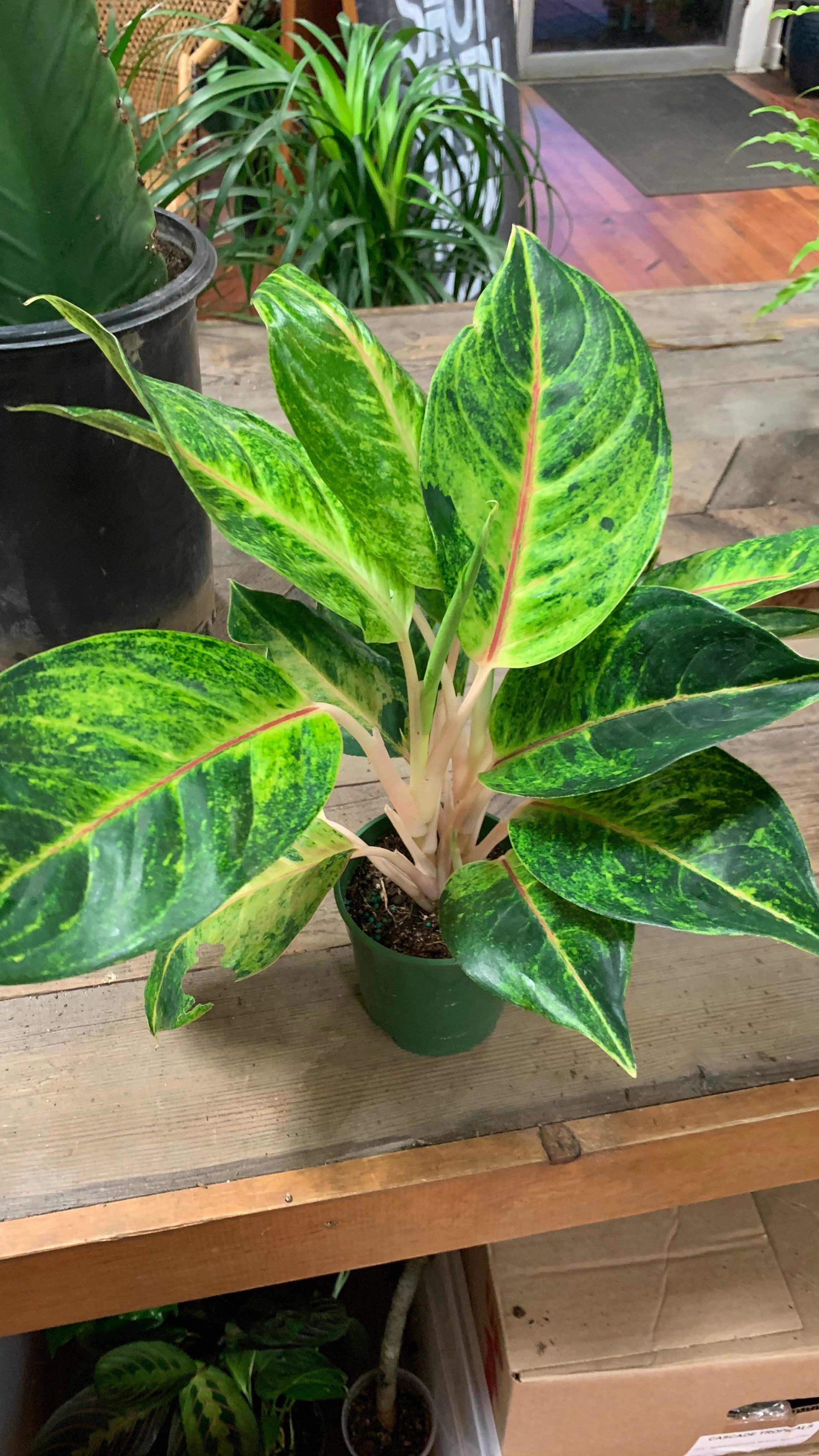 Aglaonema 'Green Papaya' | A Modern Plantsman