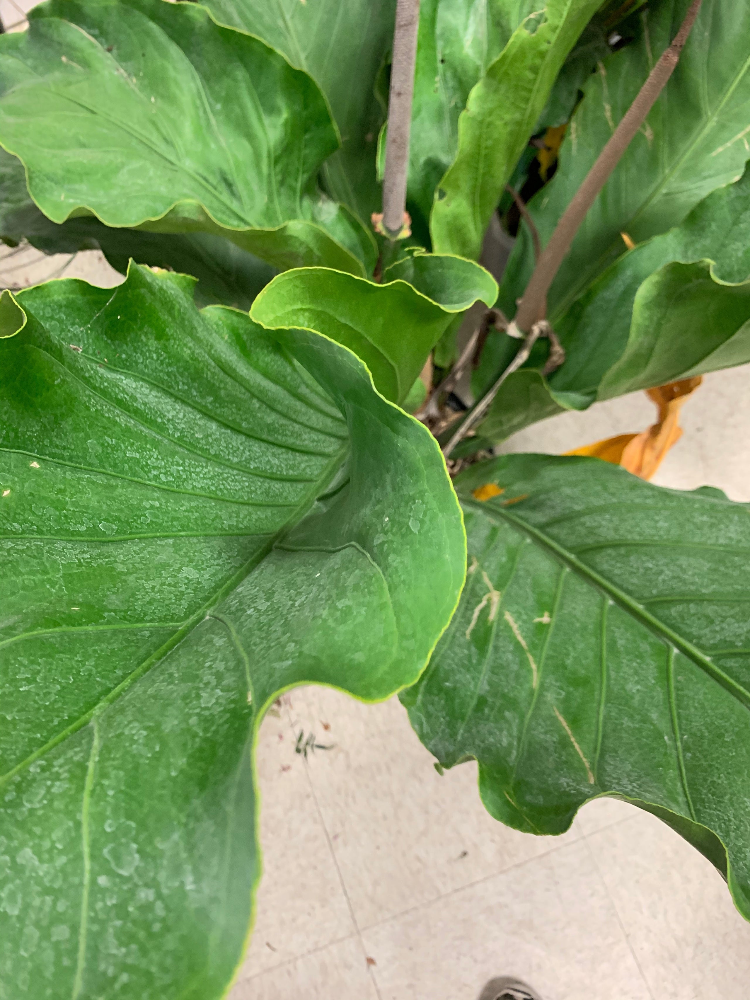 anthurium podophyllum Anthurium podophyllum