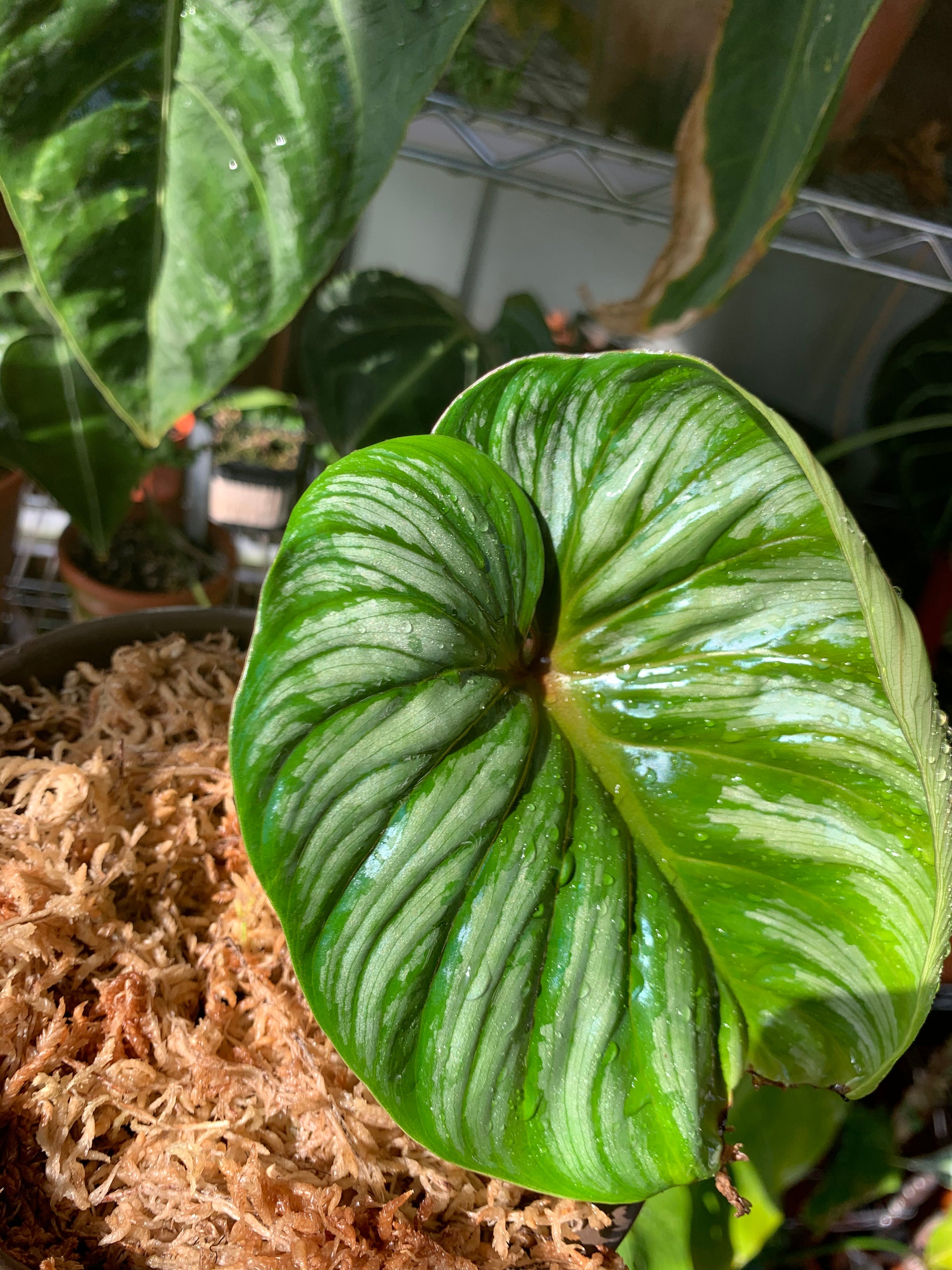 spider vine plant Spider Plant | Chlorophytum Comosum