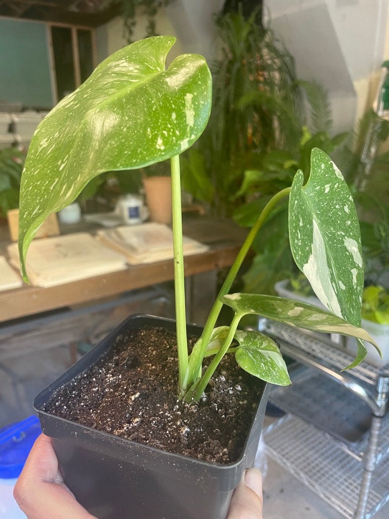 baby Monstera 'Thai Constellation' | A Modern Plantsman