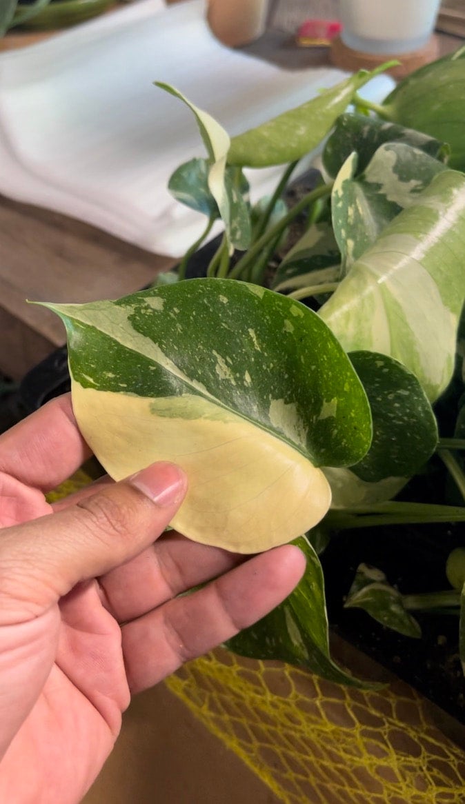 baby Monstera 'Thai Constellation' | A Modern Plantsman