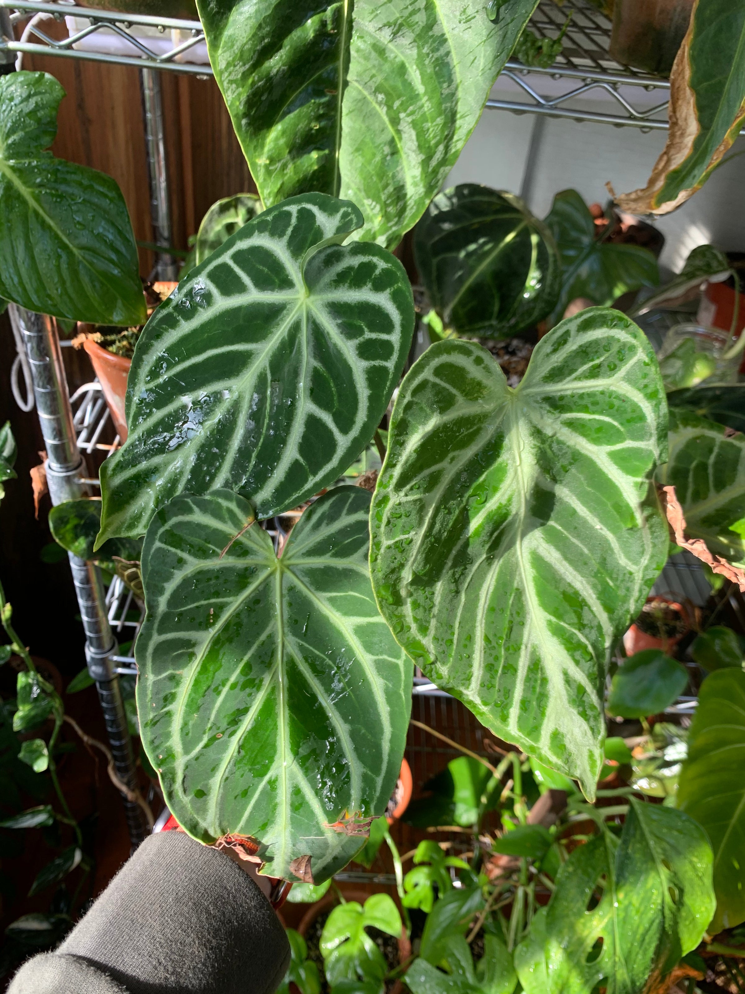 Anthurium ‘Crystal Hope’ クリスタルホープ 美株 レア Anthurium crystallinum 'Crystal Hope' – Iridescent Veins Hybrid