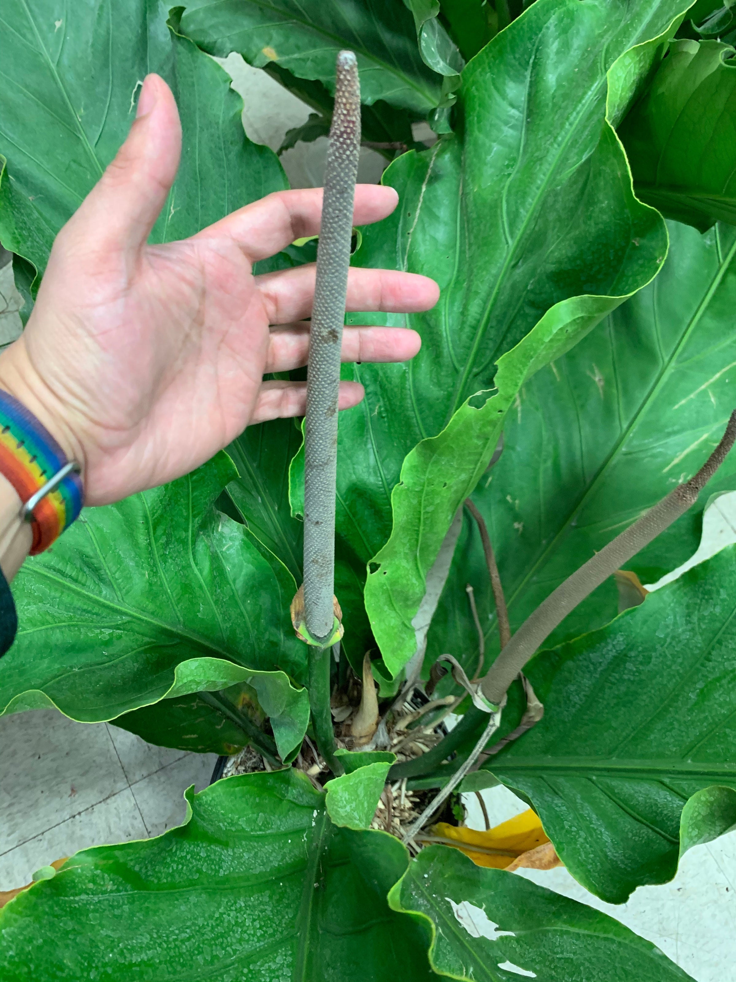 bloody mary philodendron latin Philodendron 'Bloody Mary' 10