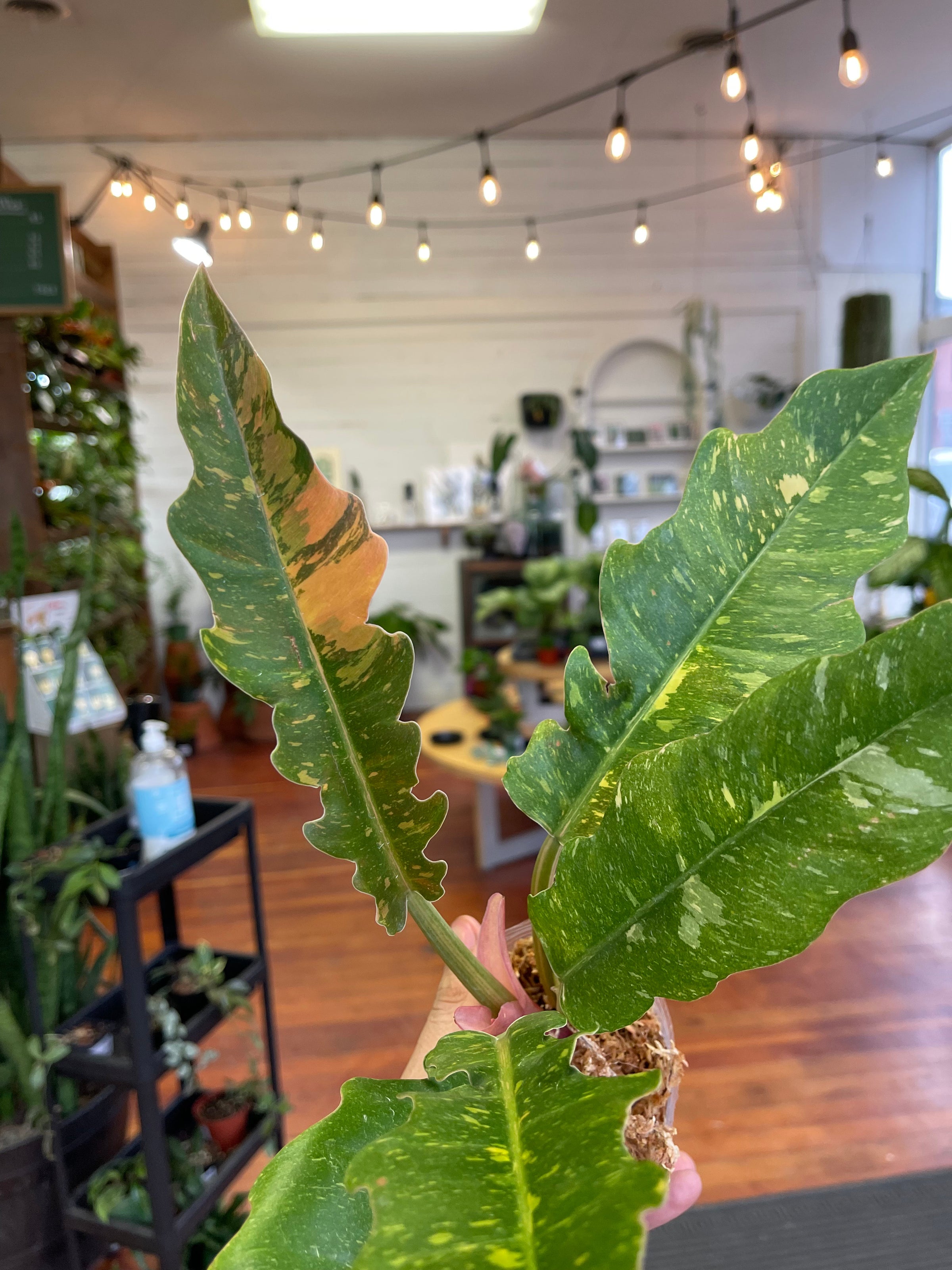 Baby Philodendron 'Ring of Fire' | A Modern Plantsman
