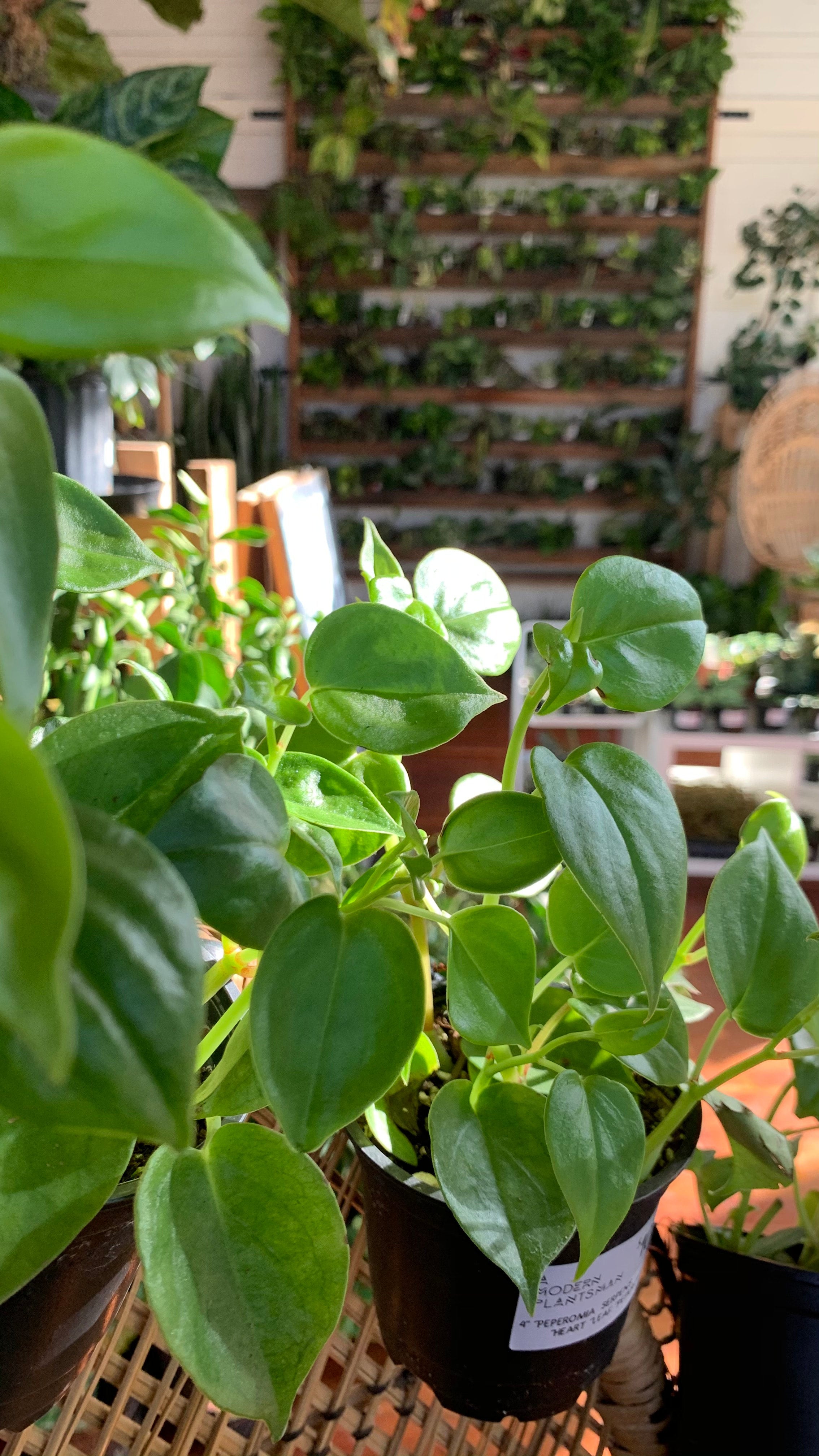 photinia solitär Kompakte Glanzmispel – Photinia × fraseri 'Robusta Compacta' (Solitär) –  Heinis Baumschulen main image 0