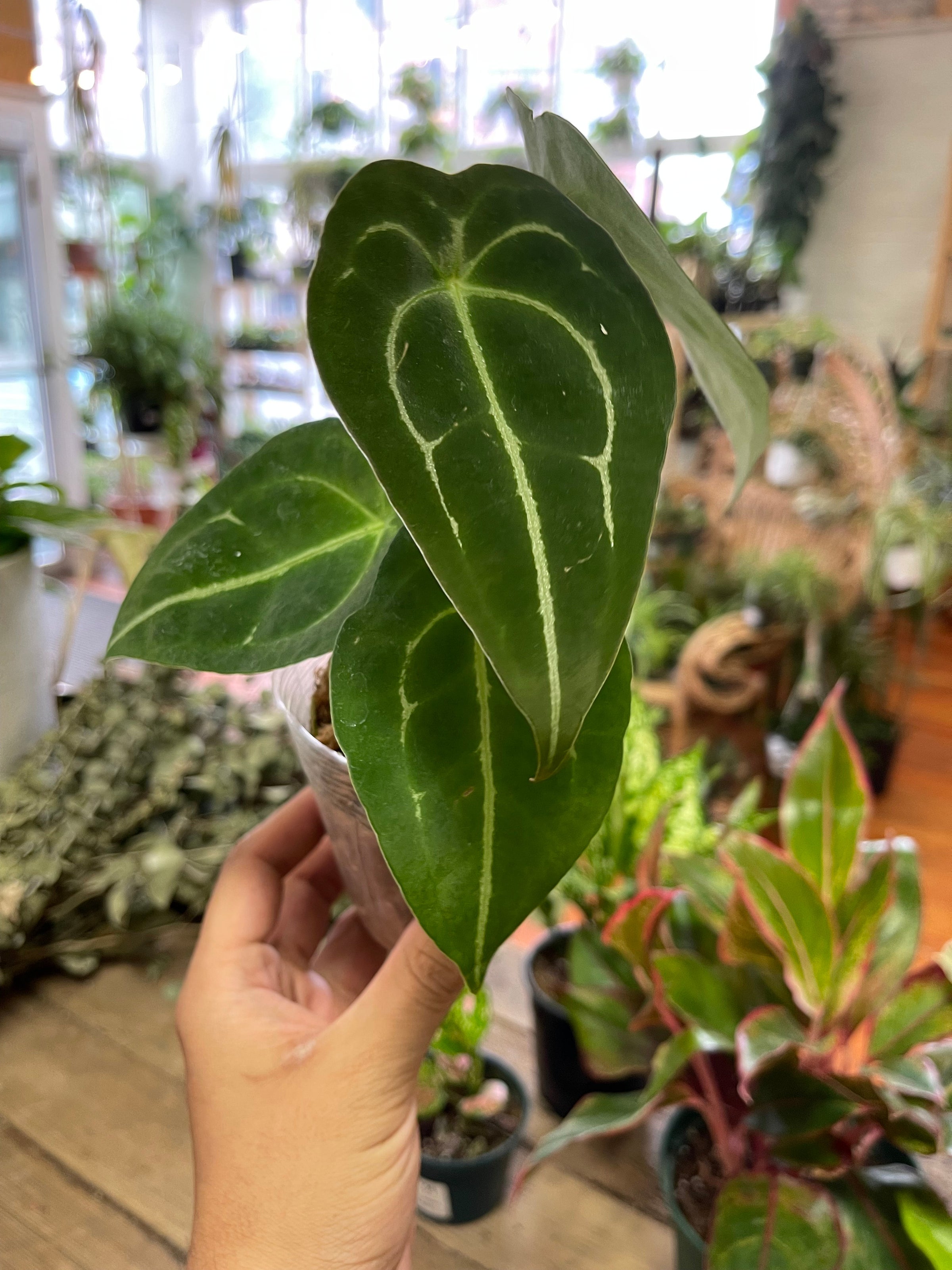 alocasia zebrina vermehrung Alocasia zebrina 'Black Stem' main image 1