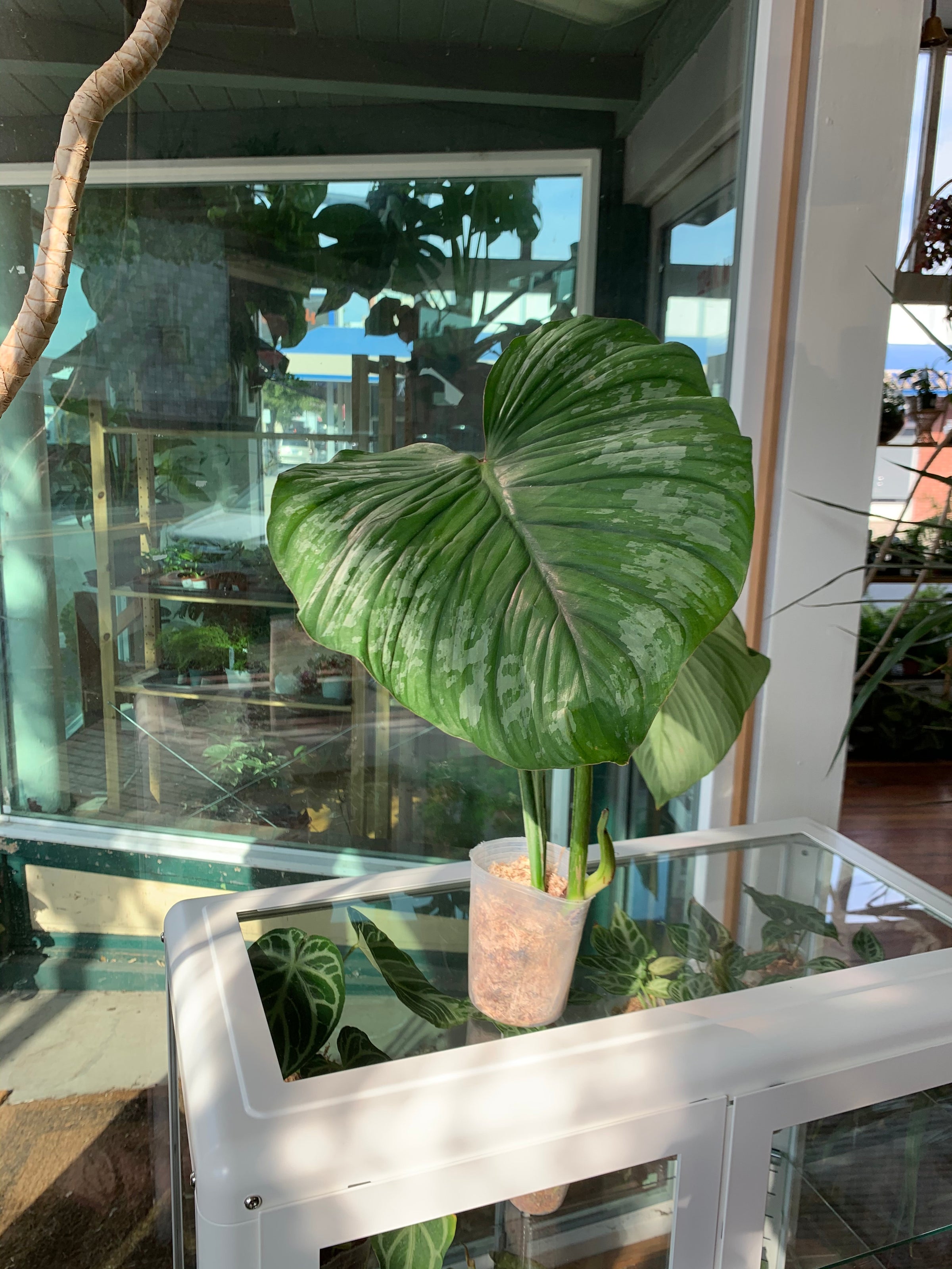 silver splash pothos Pothos 'Silver Splash'