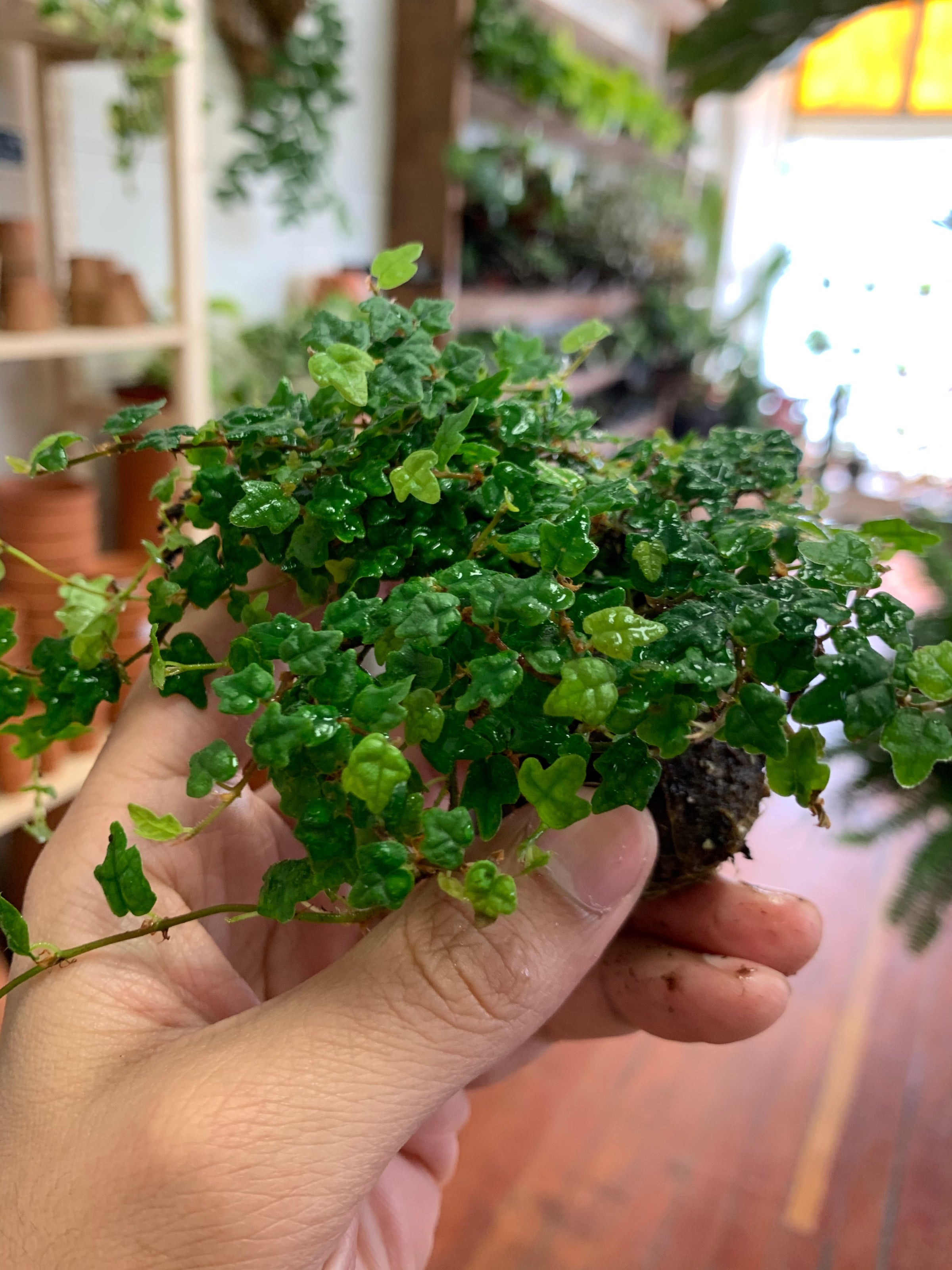 Ficus pumila 'Quercifolia' | A Modern Plantsman
