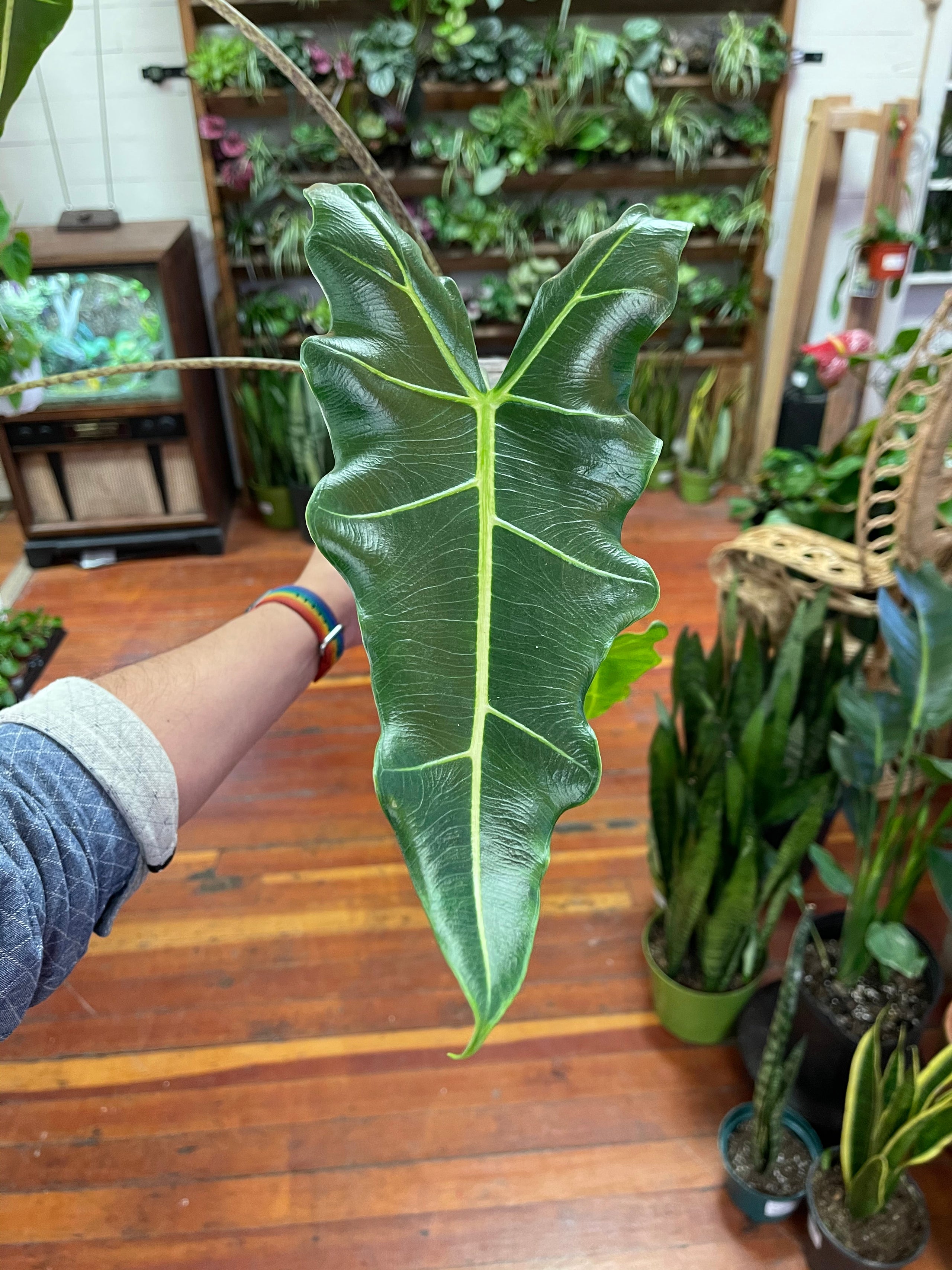Alocasia ‘Sarian’ | A Modern Plantsman