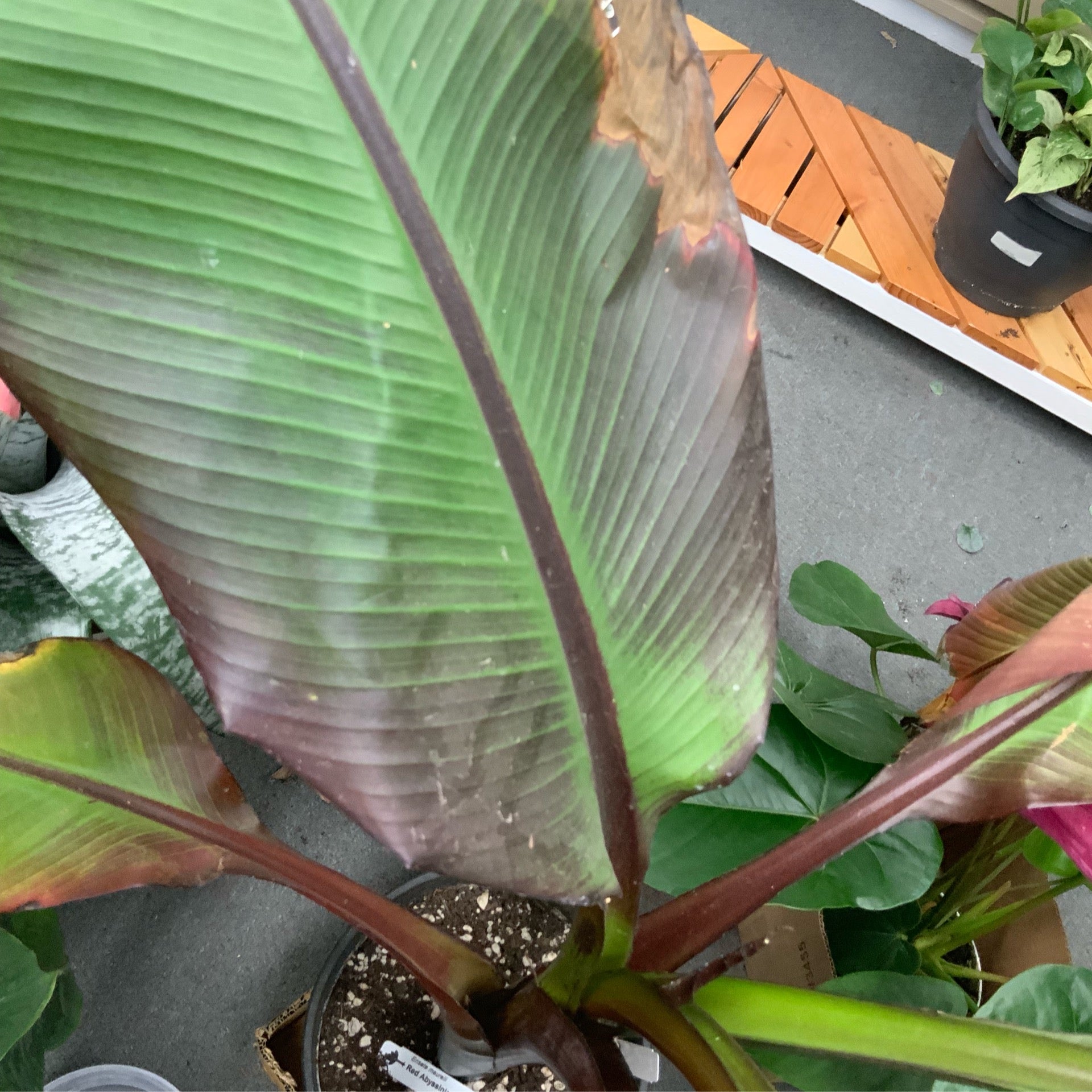 Abyssinian Banana Tree
