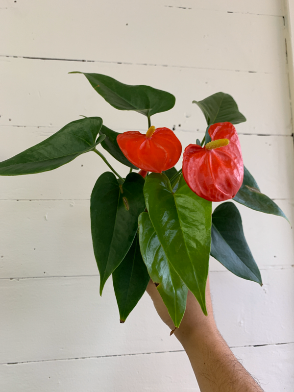 Anthurium andraeanum A Modern Plantsman