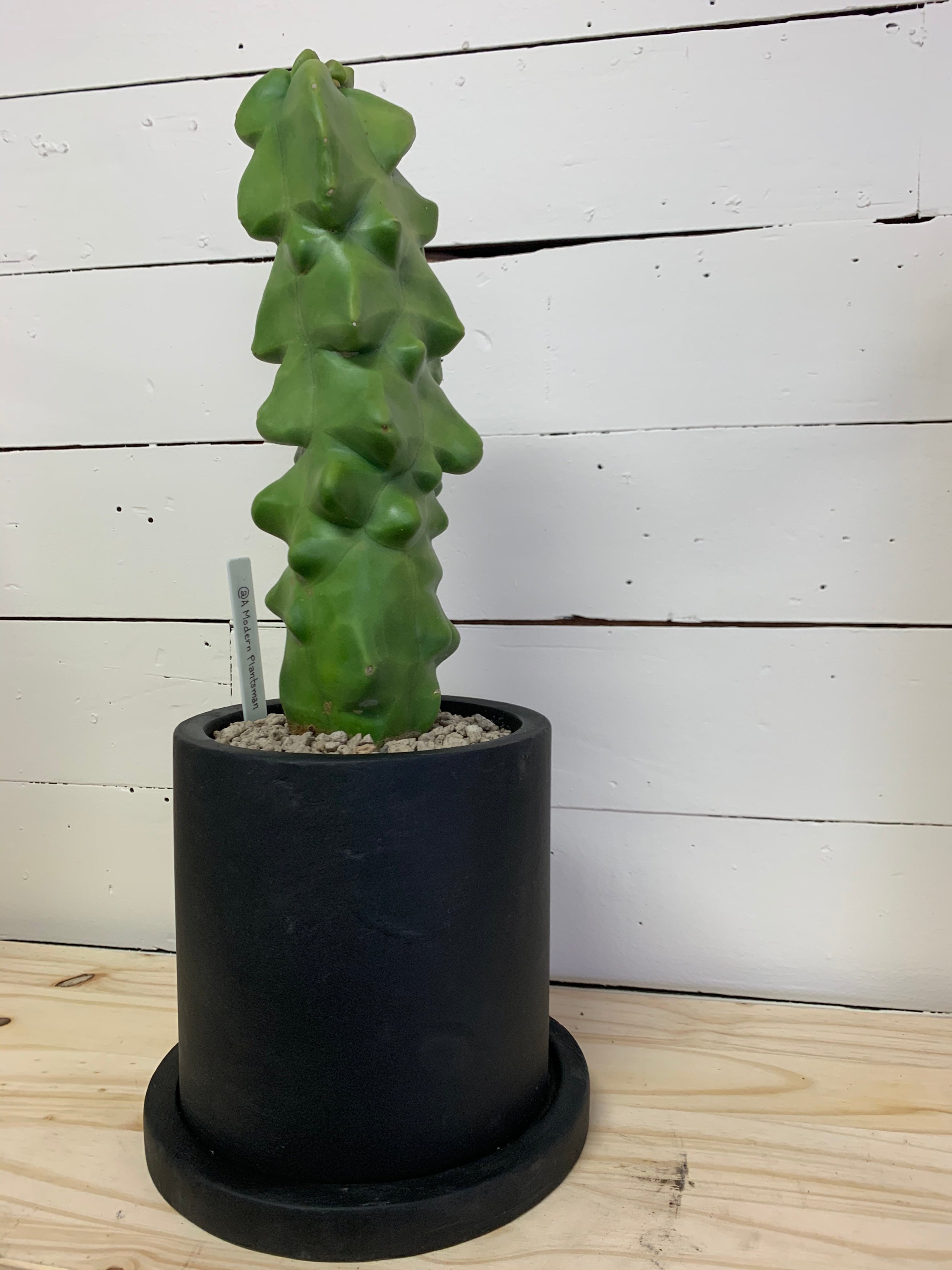 Lophocereus schottii f. monstrosus Totem Pole Cactus A Modern Plantsman