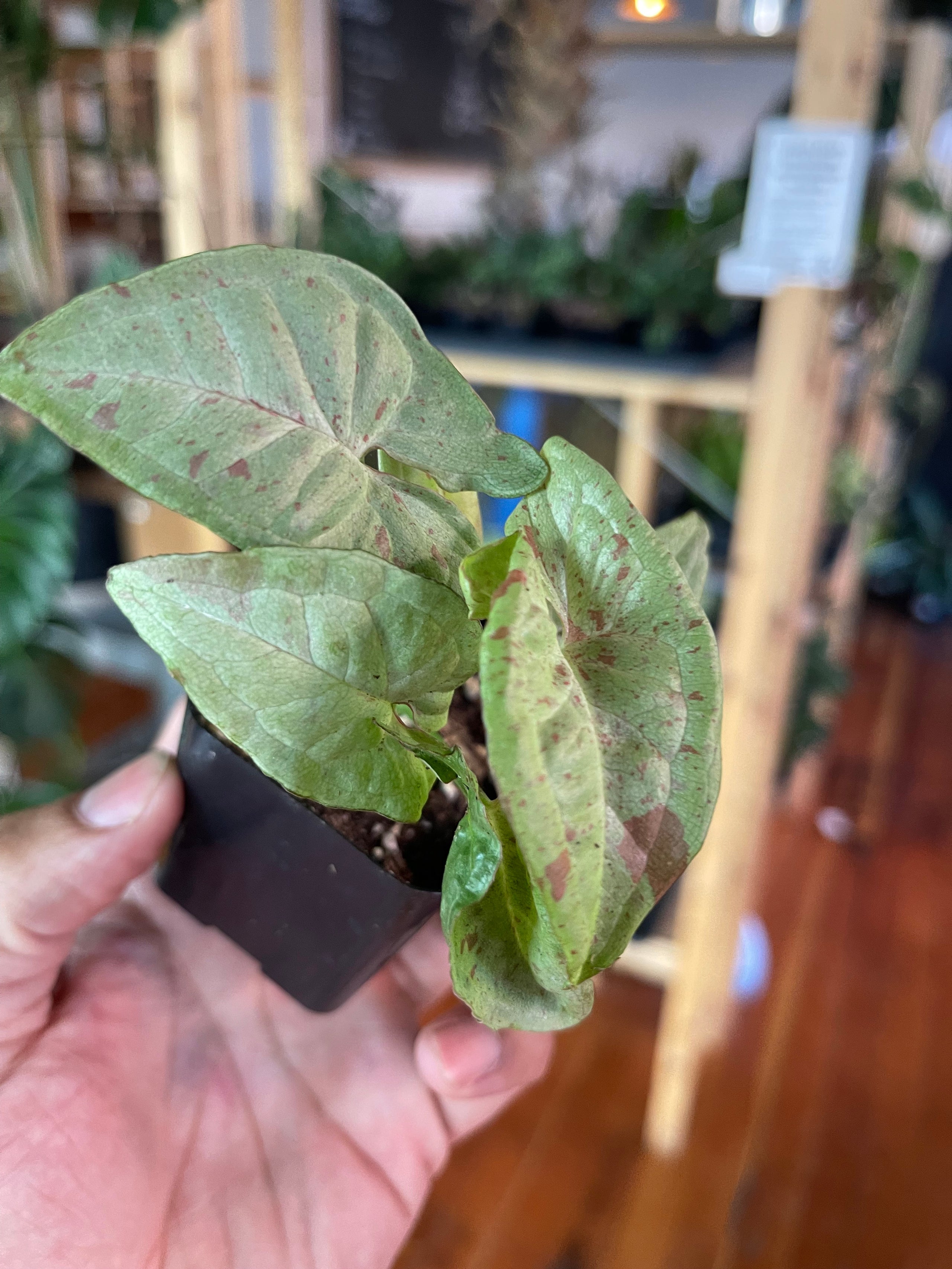 Baby Syngonium Milk Confetti A Modern Plantsman baby-syngonium-milk-confetti-a-modern-plantsman