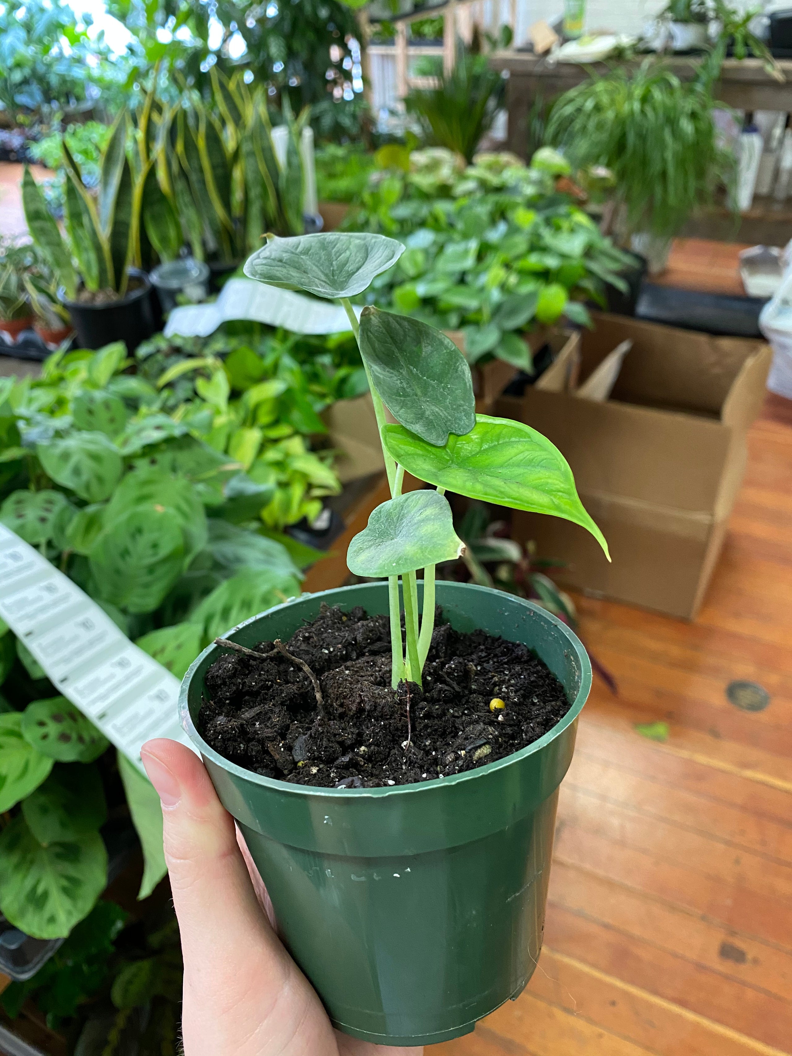 Alocasia Plant Box